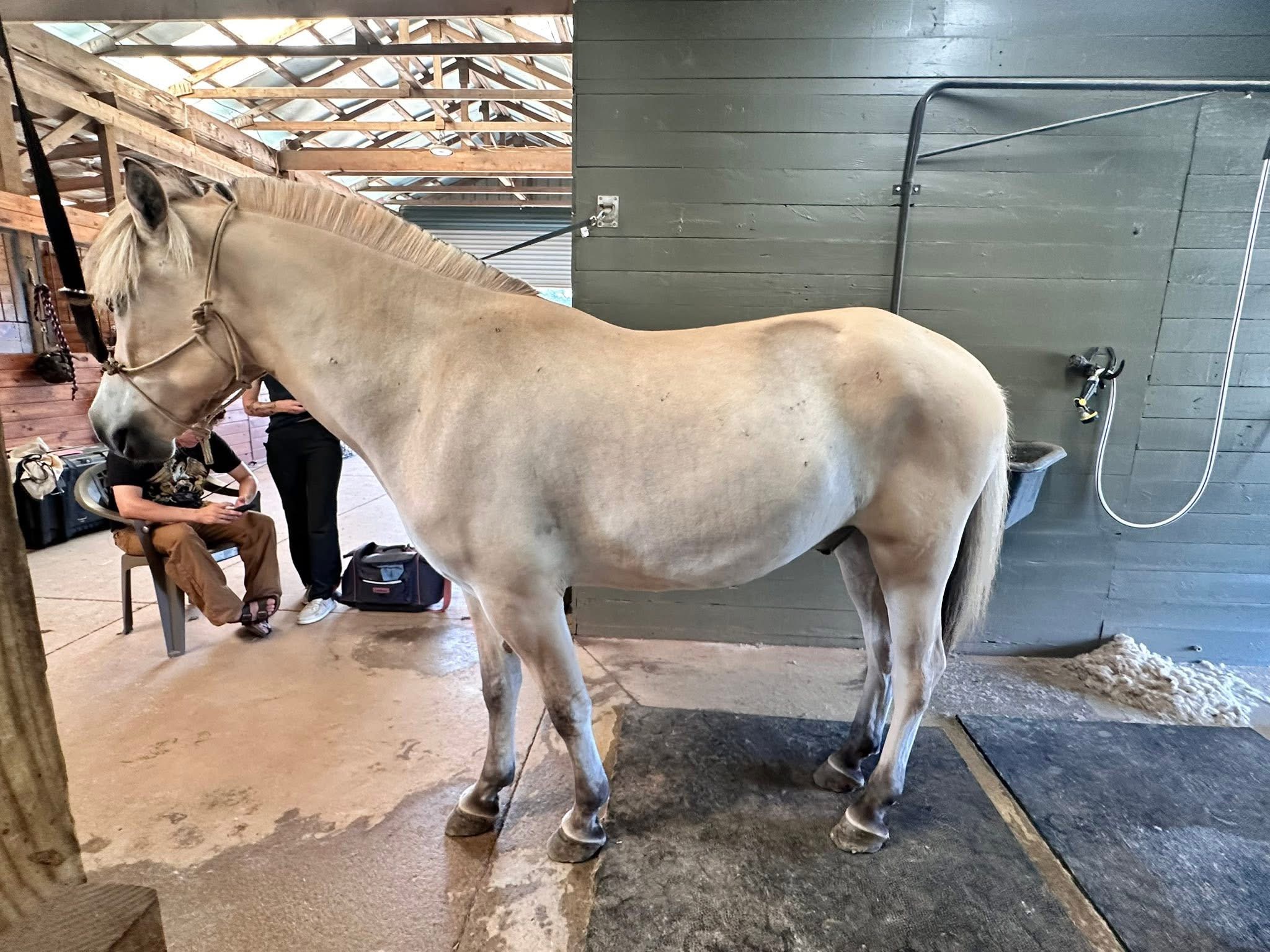 Coastal Equine comfort's image