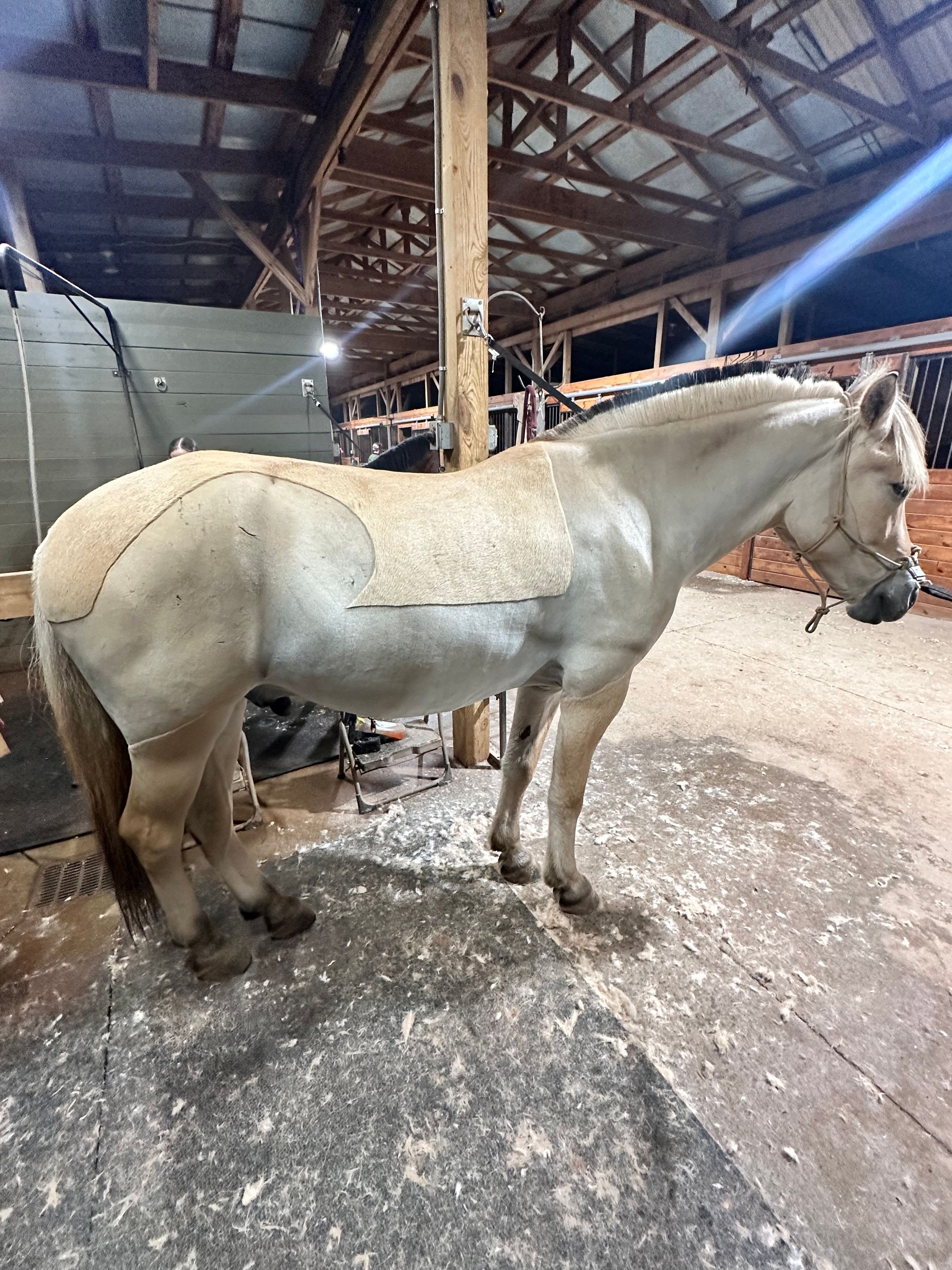 Coastal Equine comfort's image