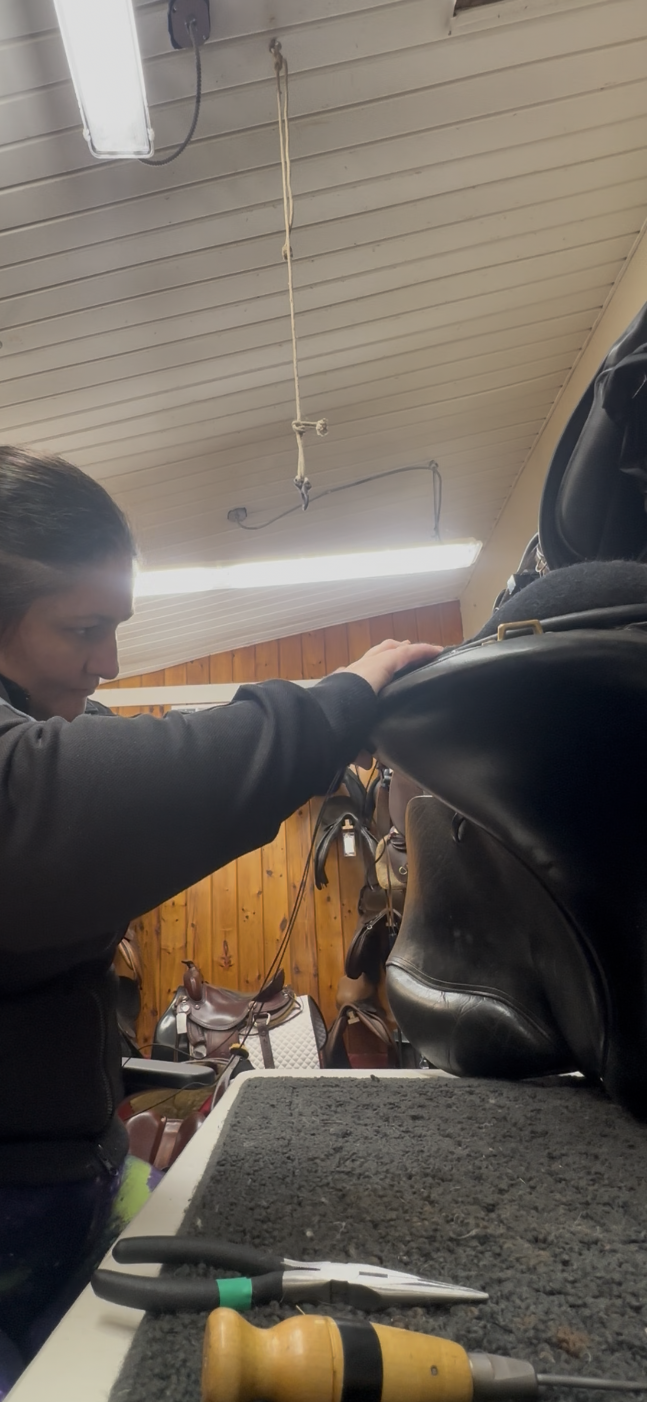 Coastal Equine comfort's image