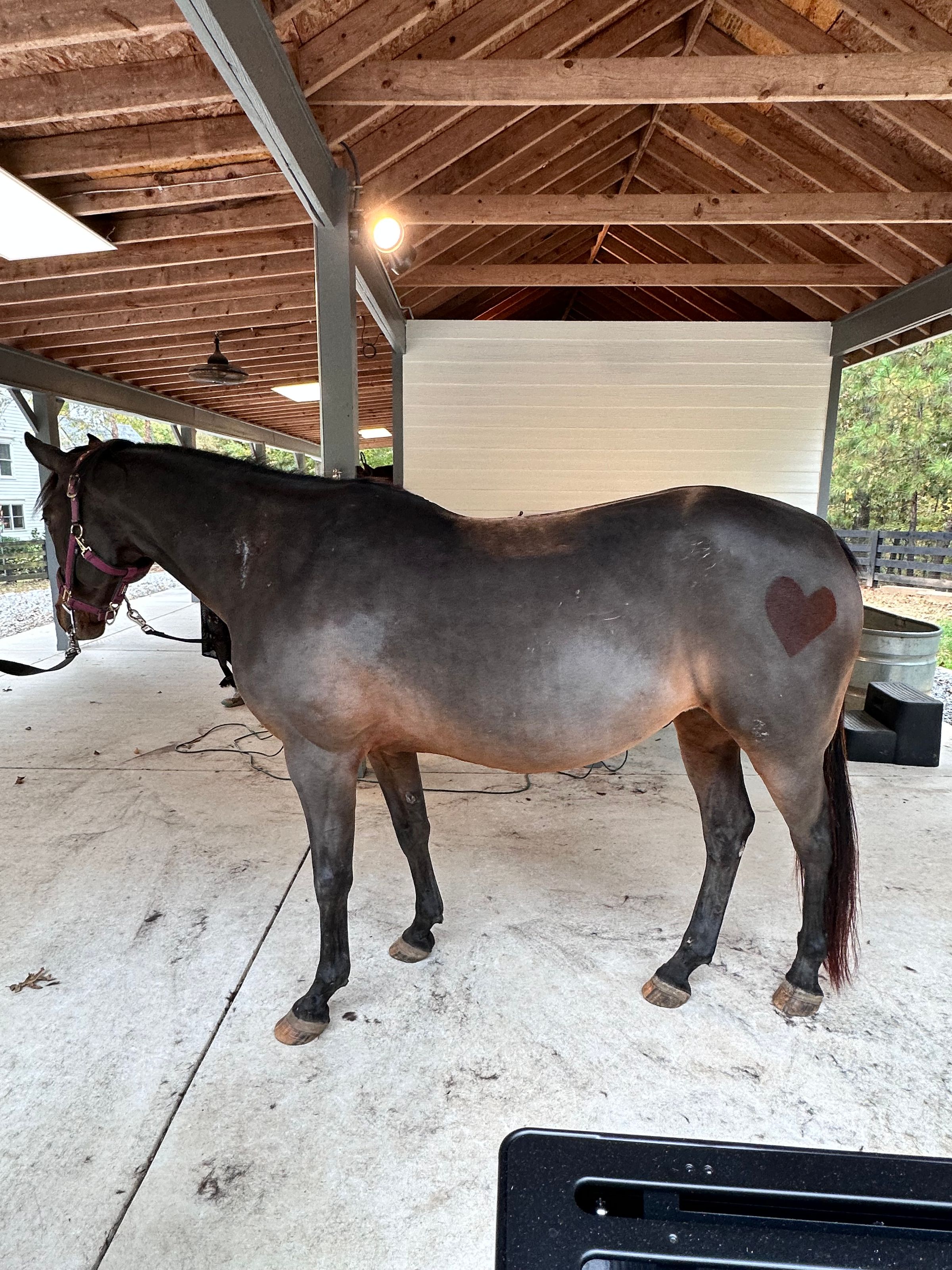 Coastal Equine comfort's image