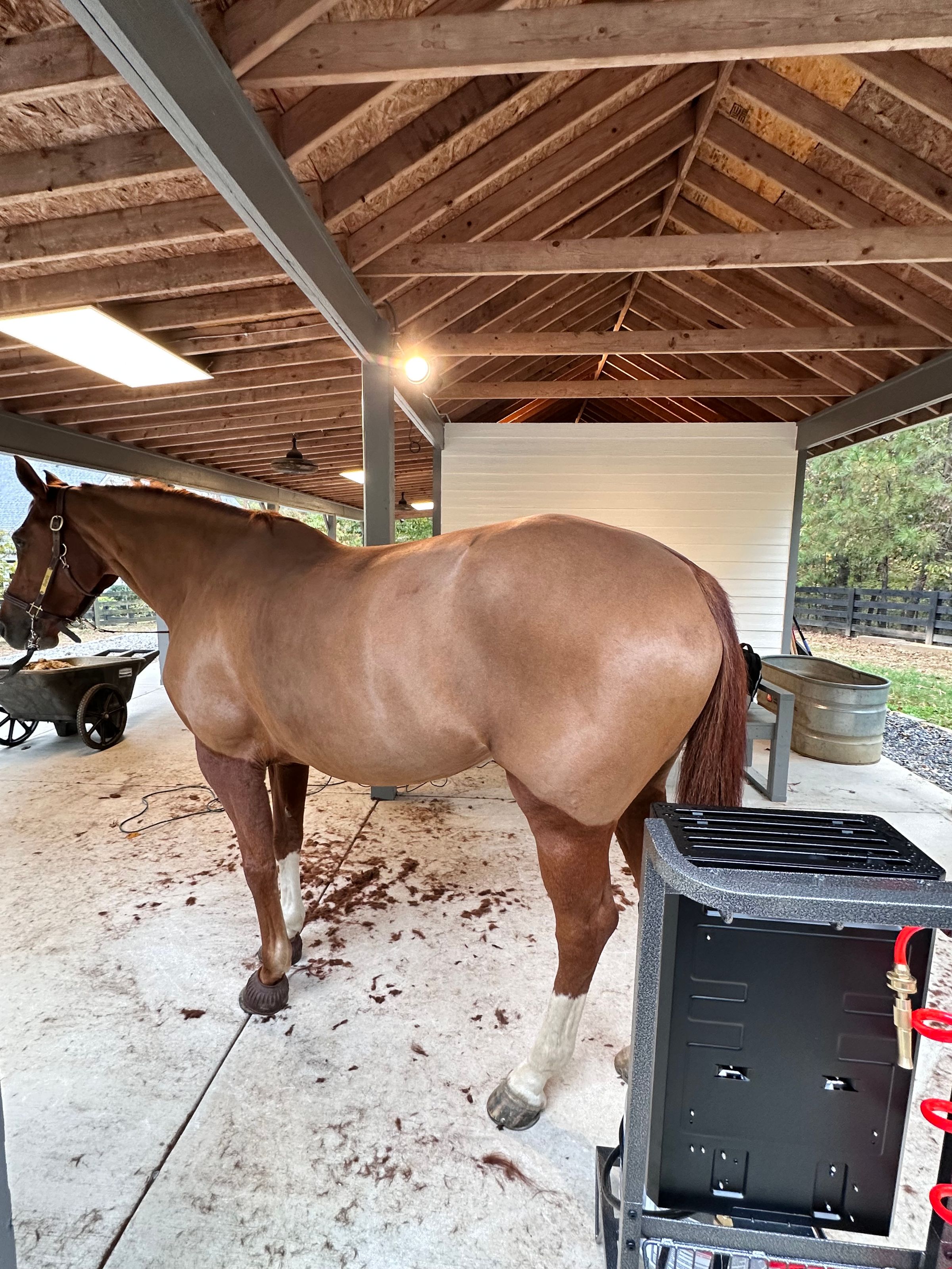 Coastal Equine comfort's image