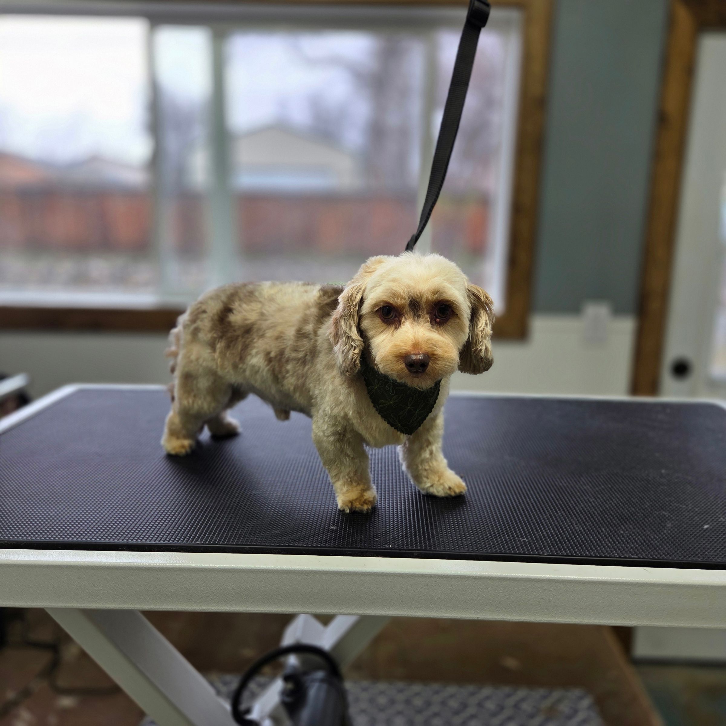 Dapper Dog Grooming LLC's image