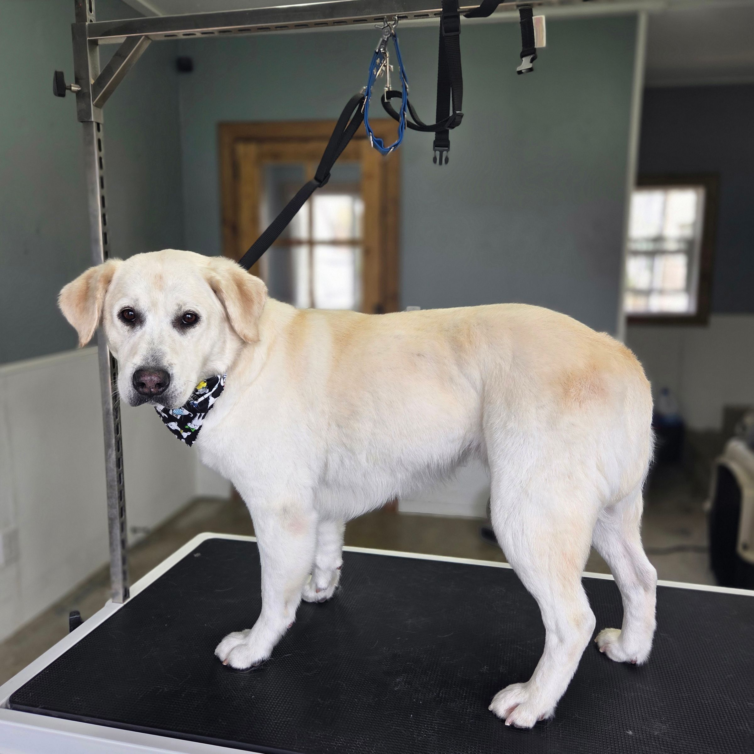 Dapper Dog Grooming LLC's image