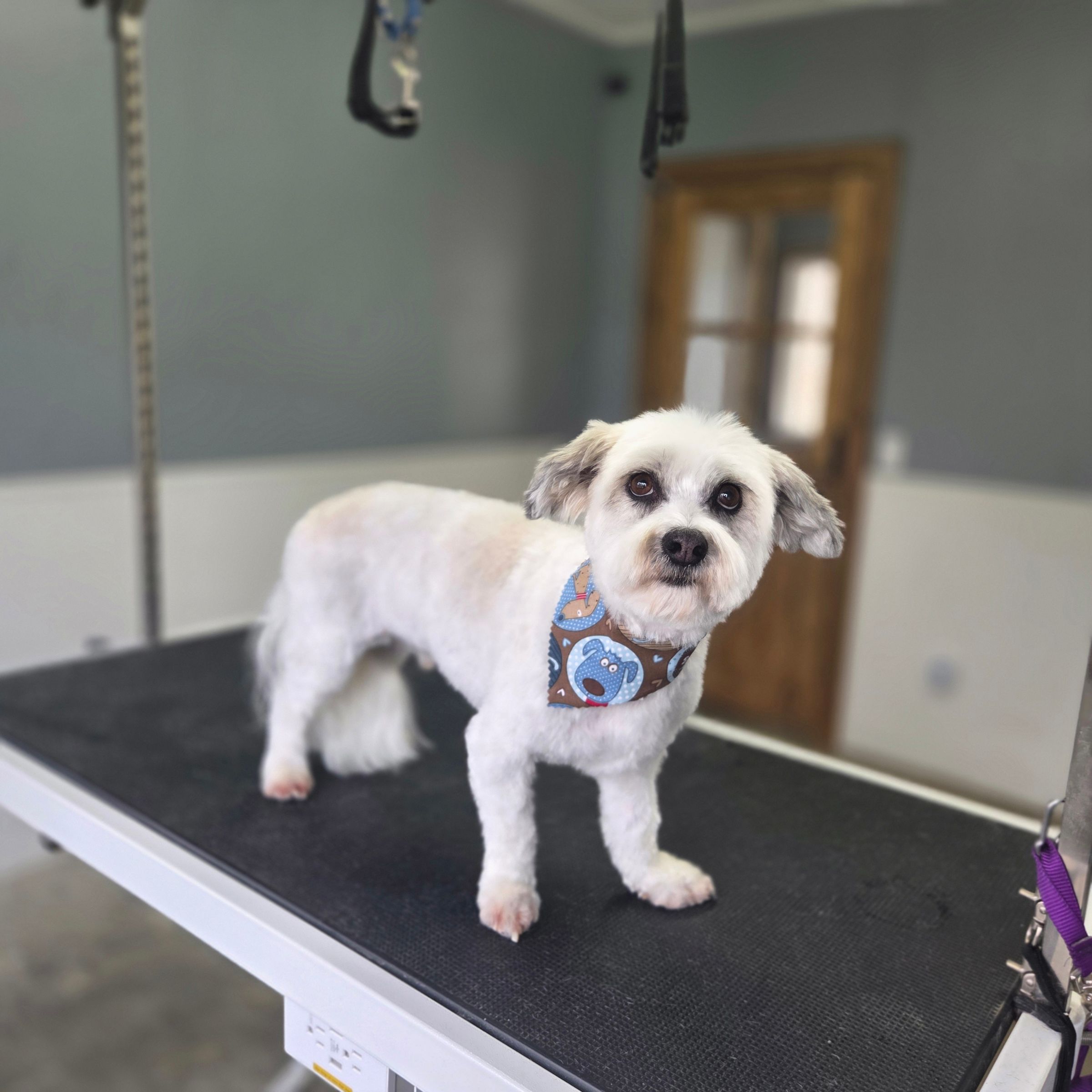 Dapper Dog Grooming LLC's image