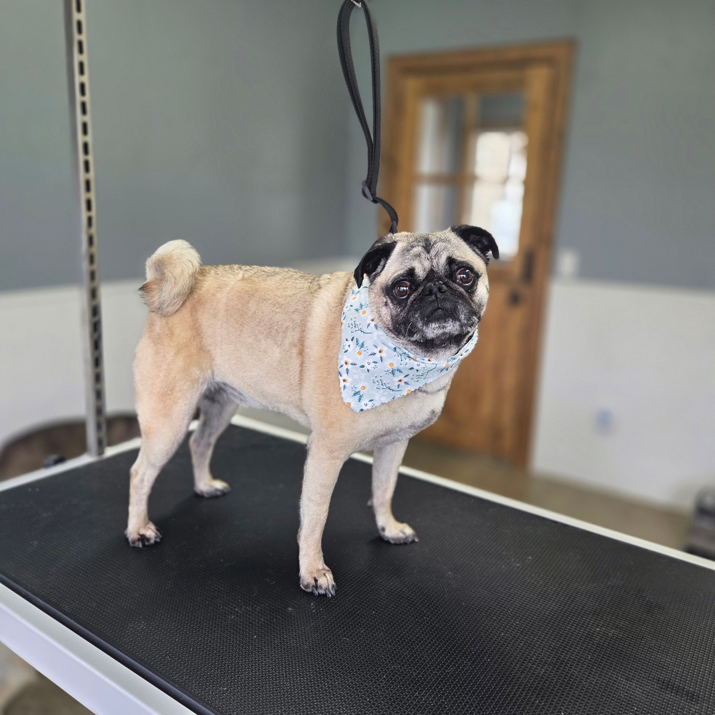Dapper Dog Grooming LLC's image