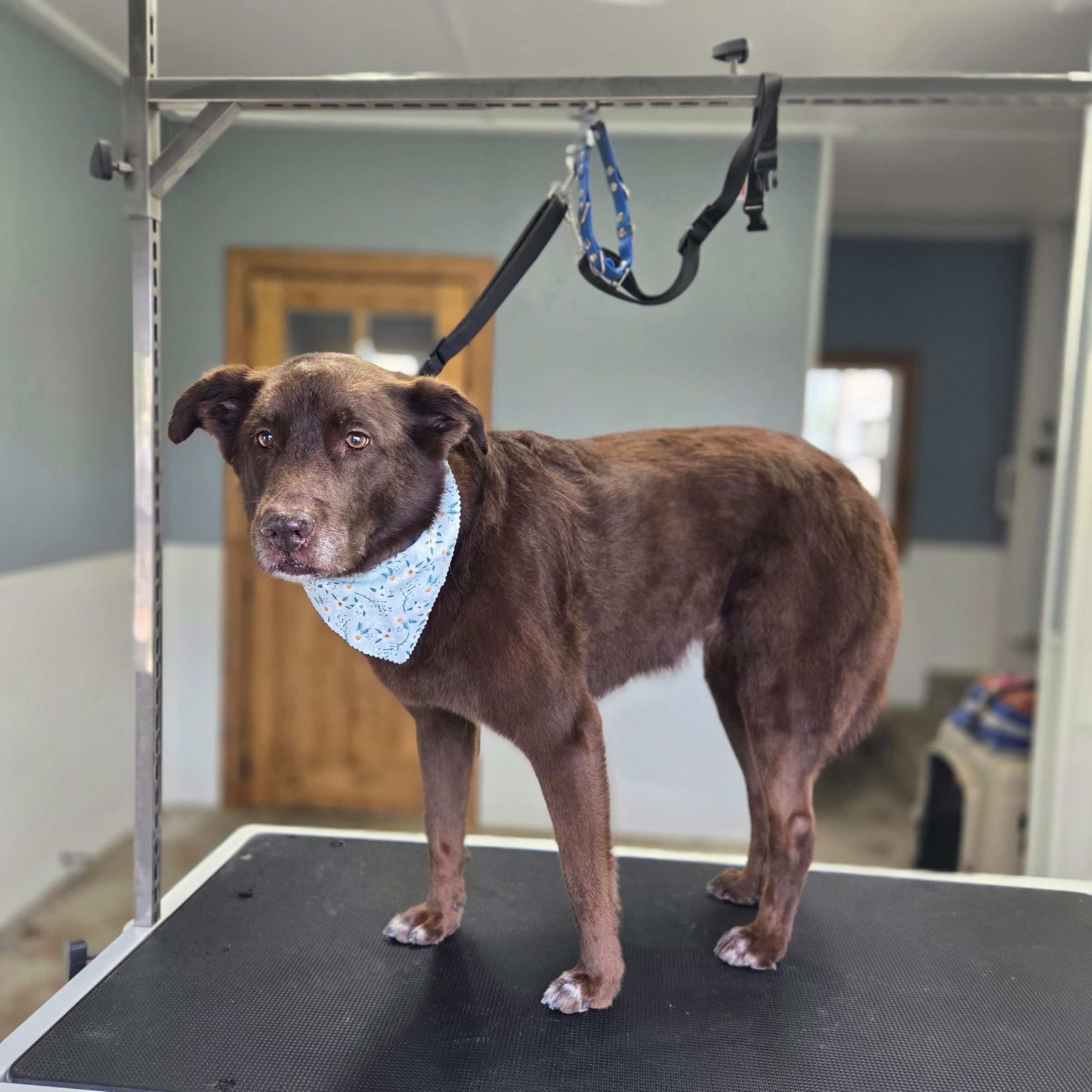 Dapper Dog Grooming LLC's image