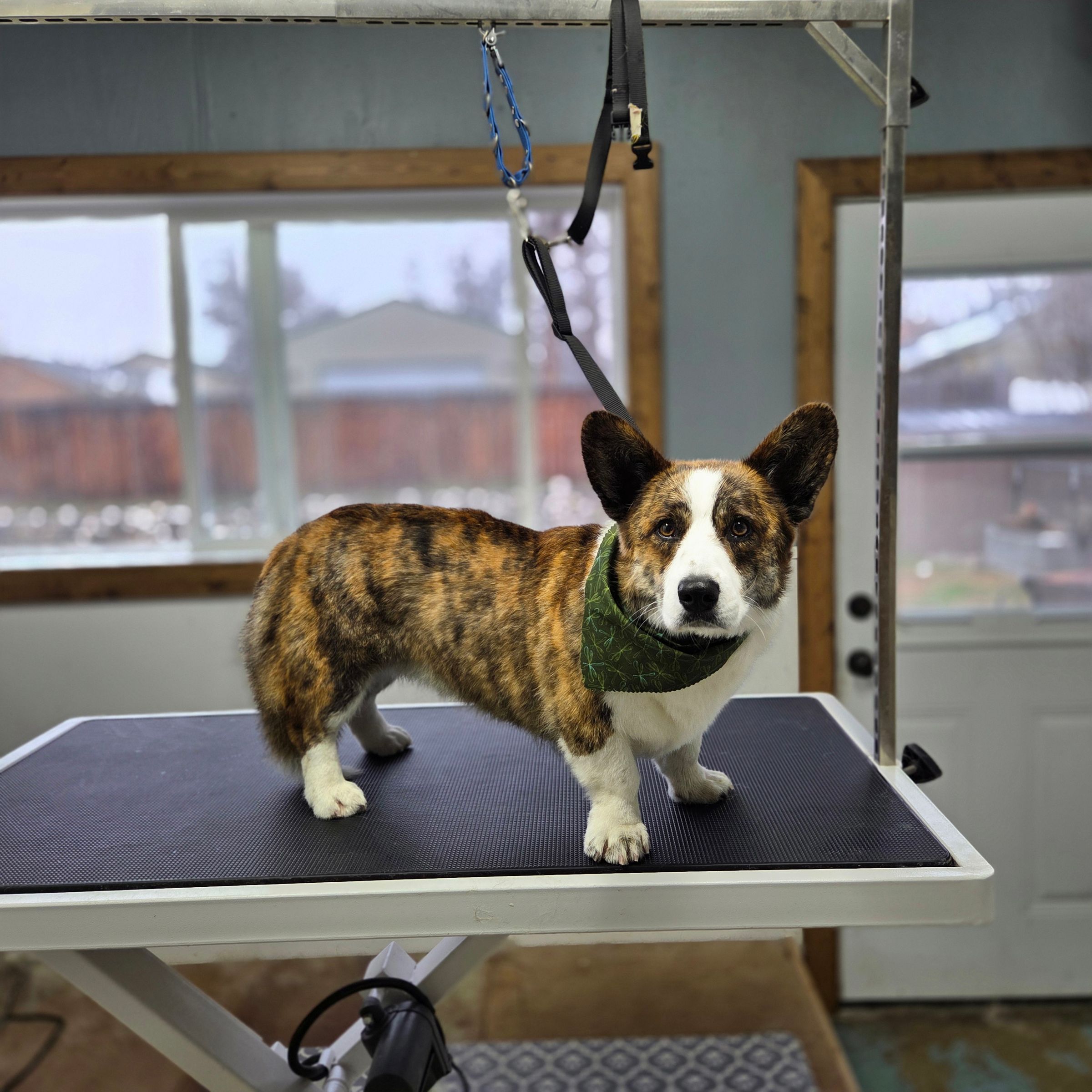Dapper Dog Grooming LLC's image