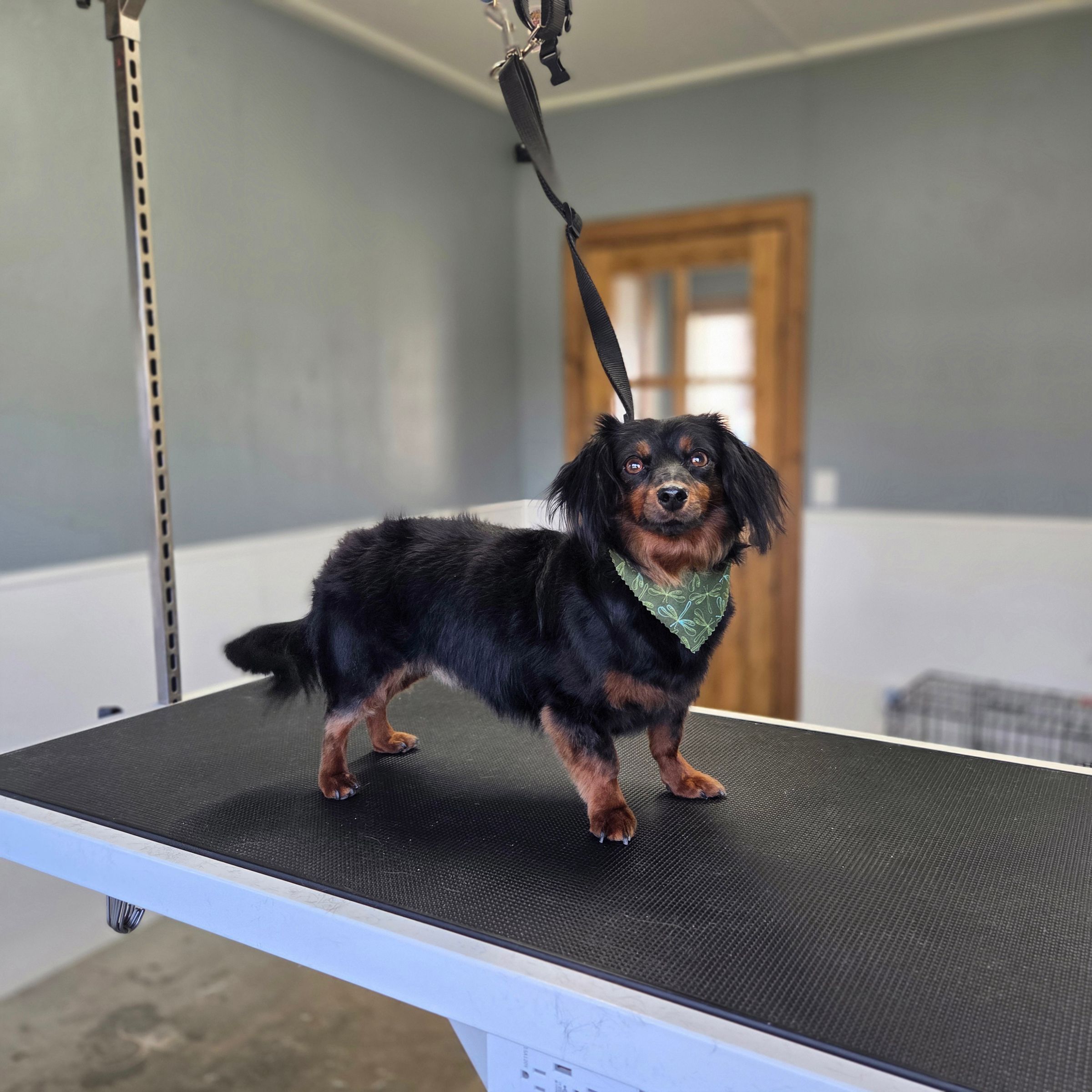 Dapper Dog Grooming LLC's image