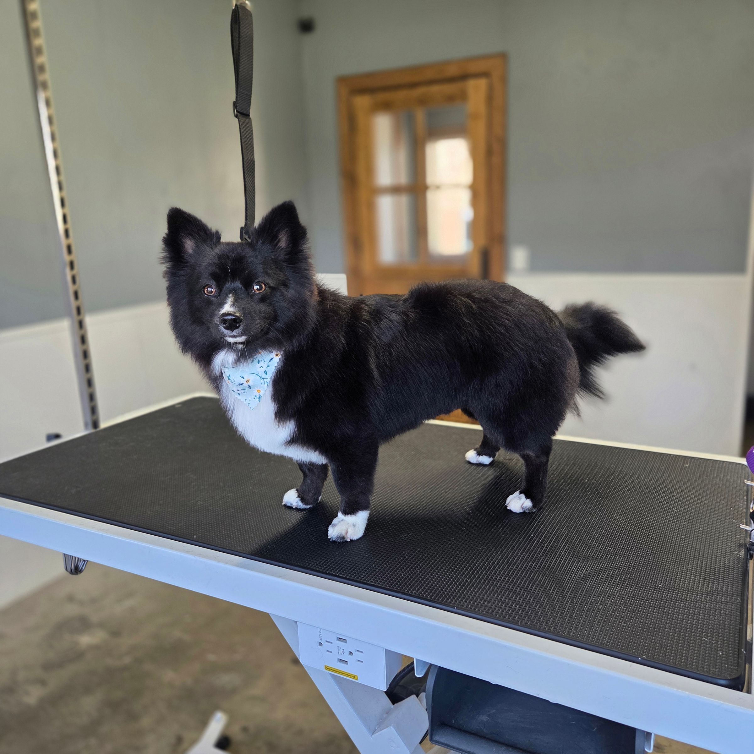 Dapper Dog Grooming LLC's image
