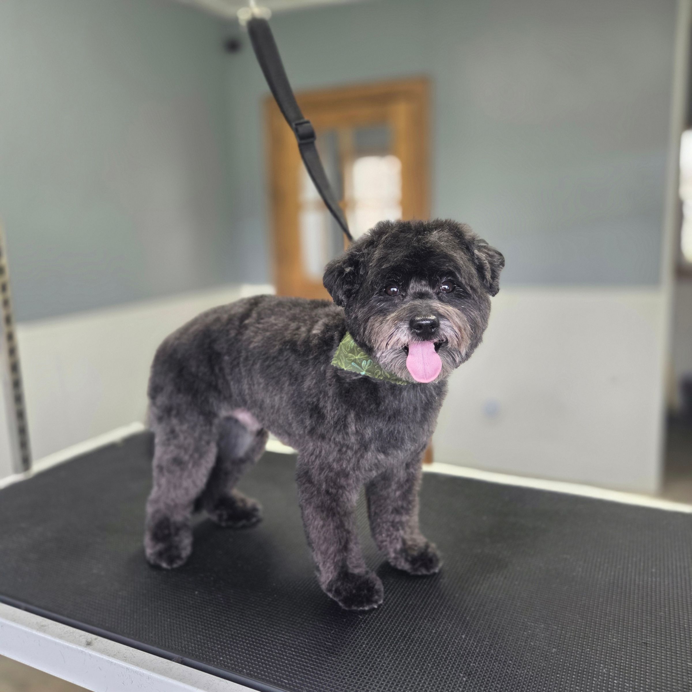 Dapper Dog Grooming LLC's image