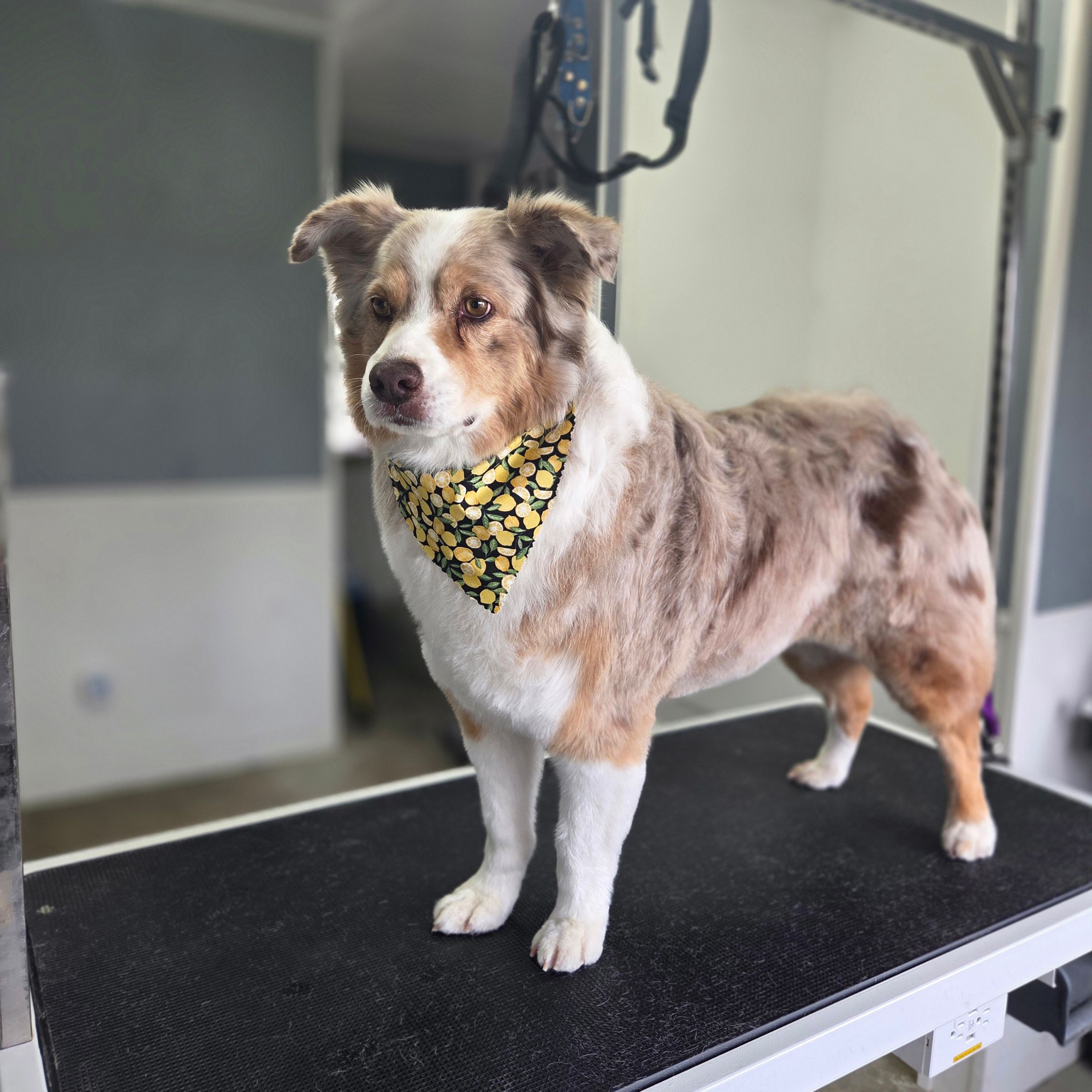 Dapper Dog Grooming LLC's image