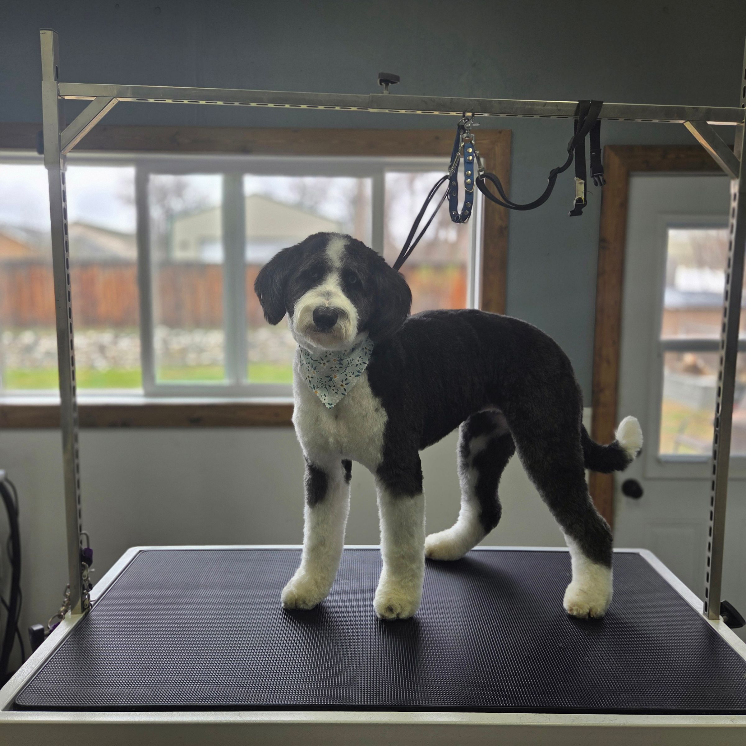 Dapper Dog Grooming LLC's image