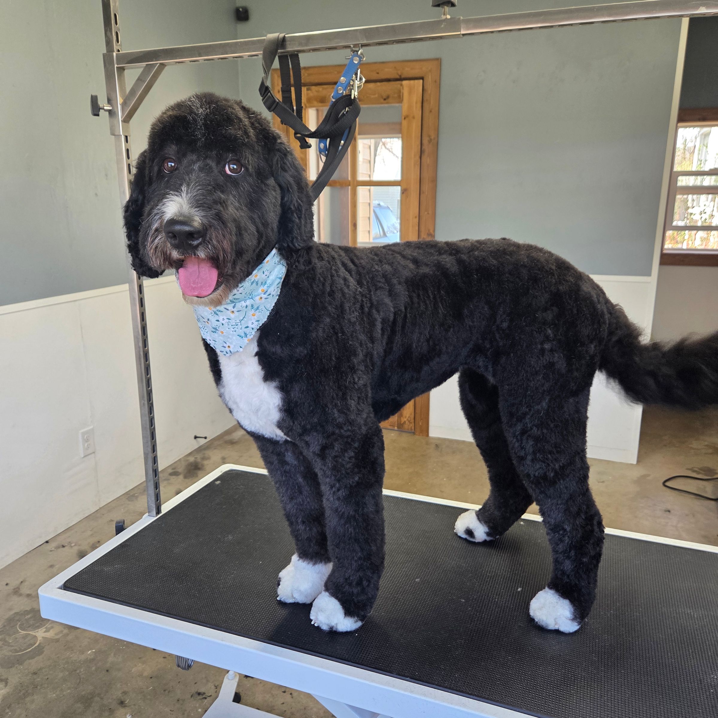 Dapper Dog Grooming LLC's image