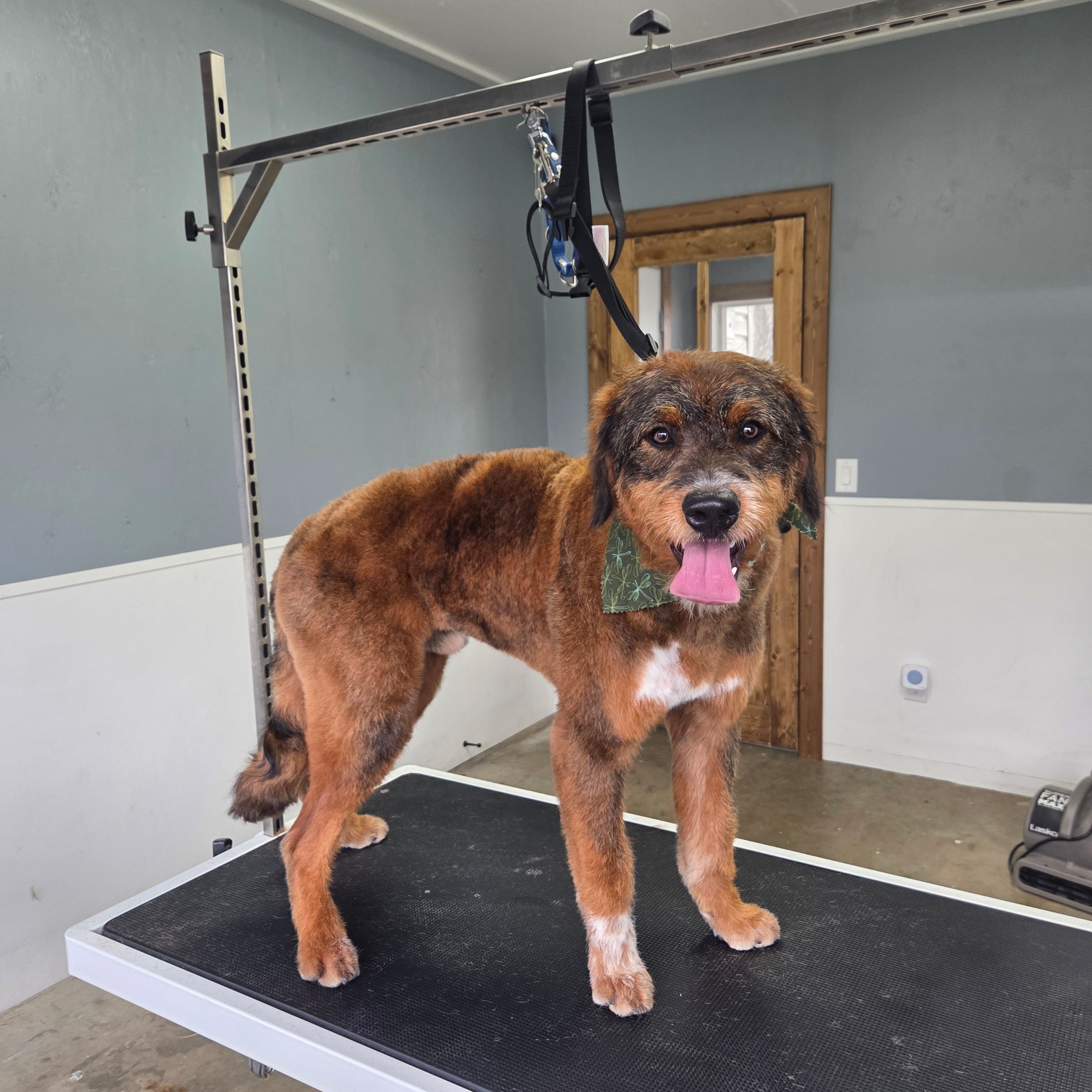 Dapper Dog Grooming LLC's image