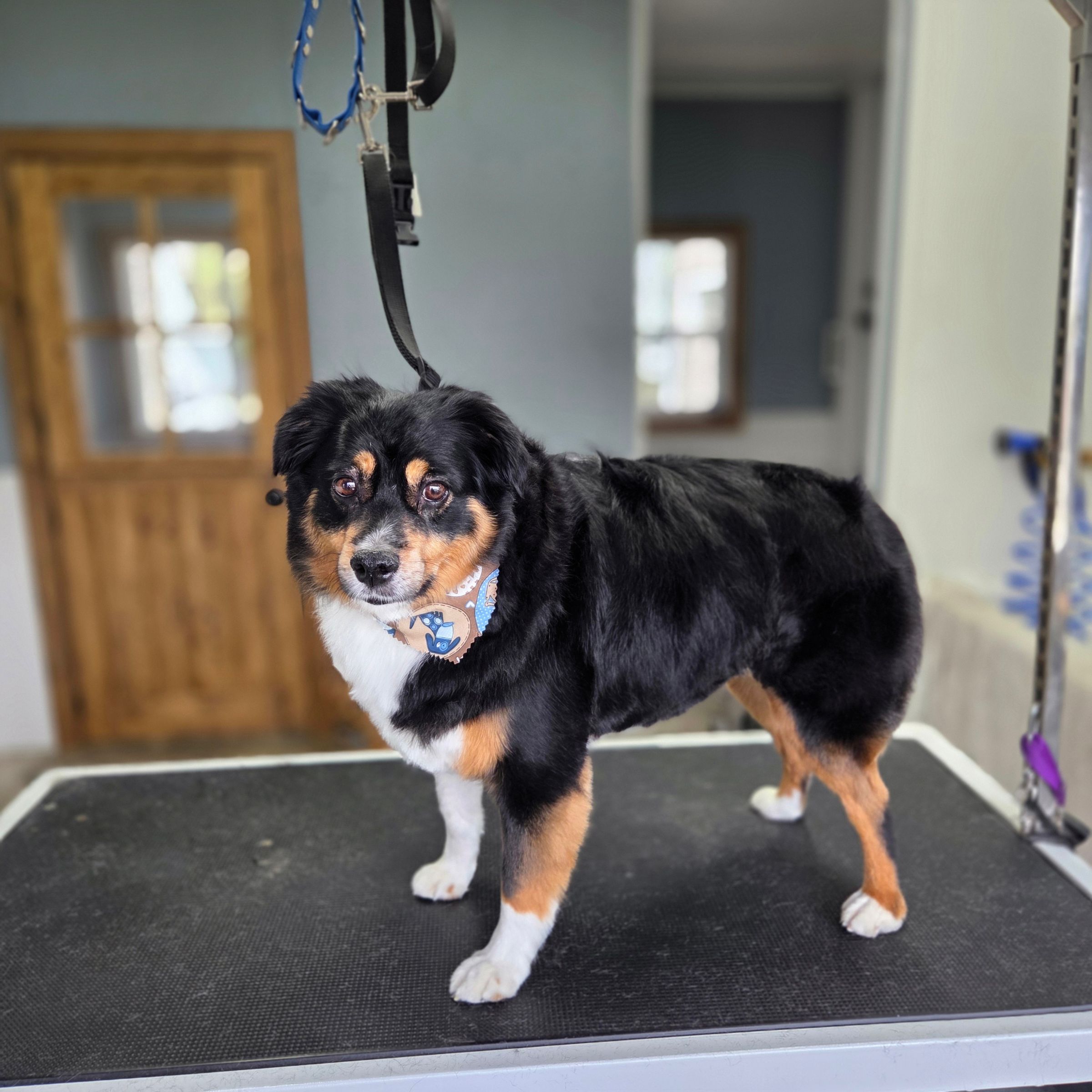 Dapper Dog Grooming LLC's image
