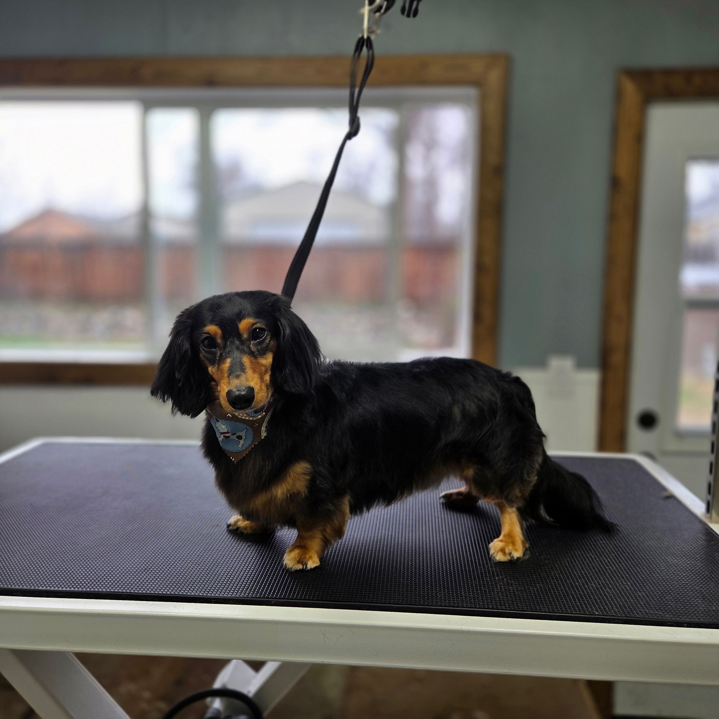 Dapper Dog Grooming LLC's image