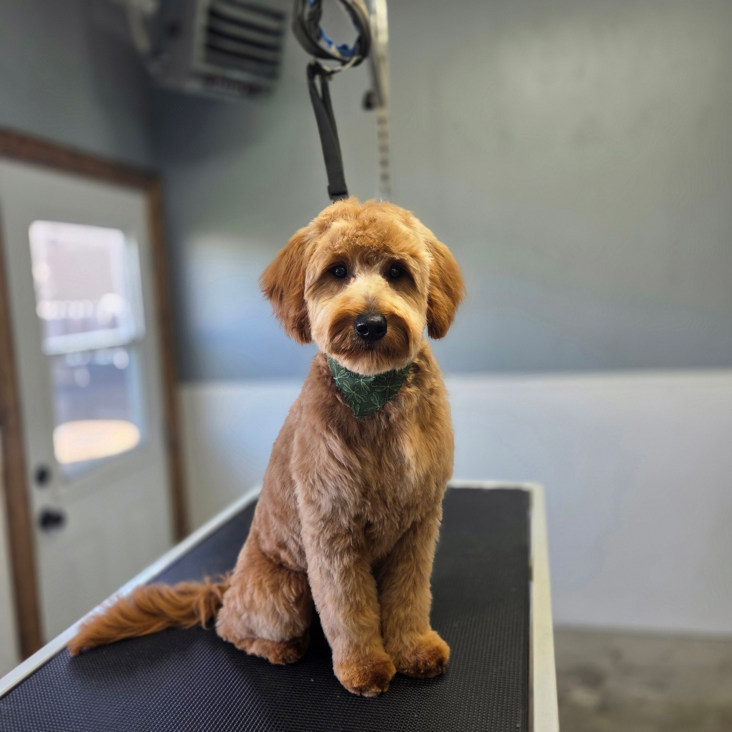 Dapper Dog Grooming LLC's image
