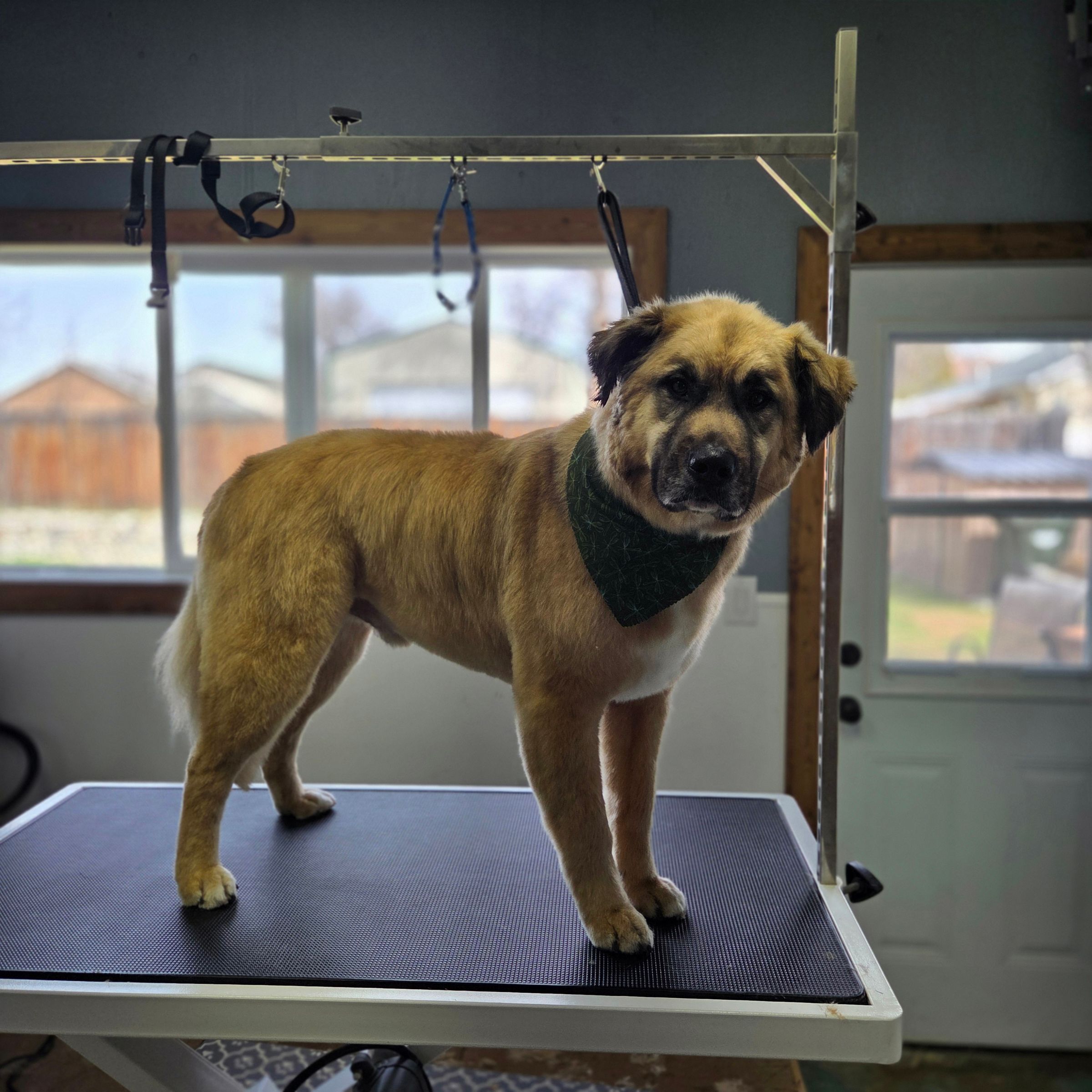 Dapper Dog Grooming LLC's image