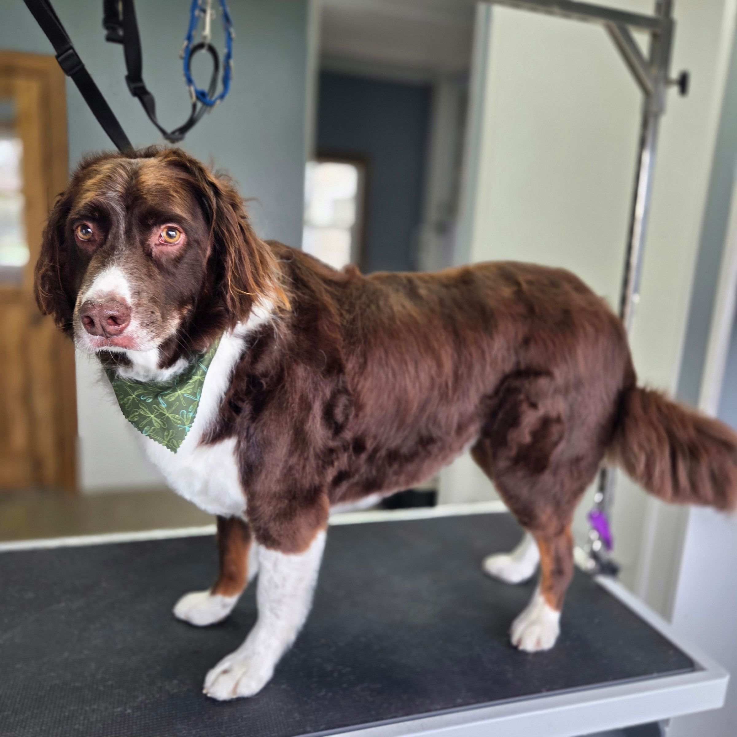 Dapper Dog Grooming LLC's image