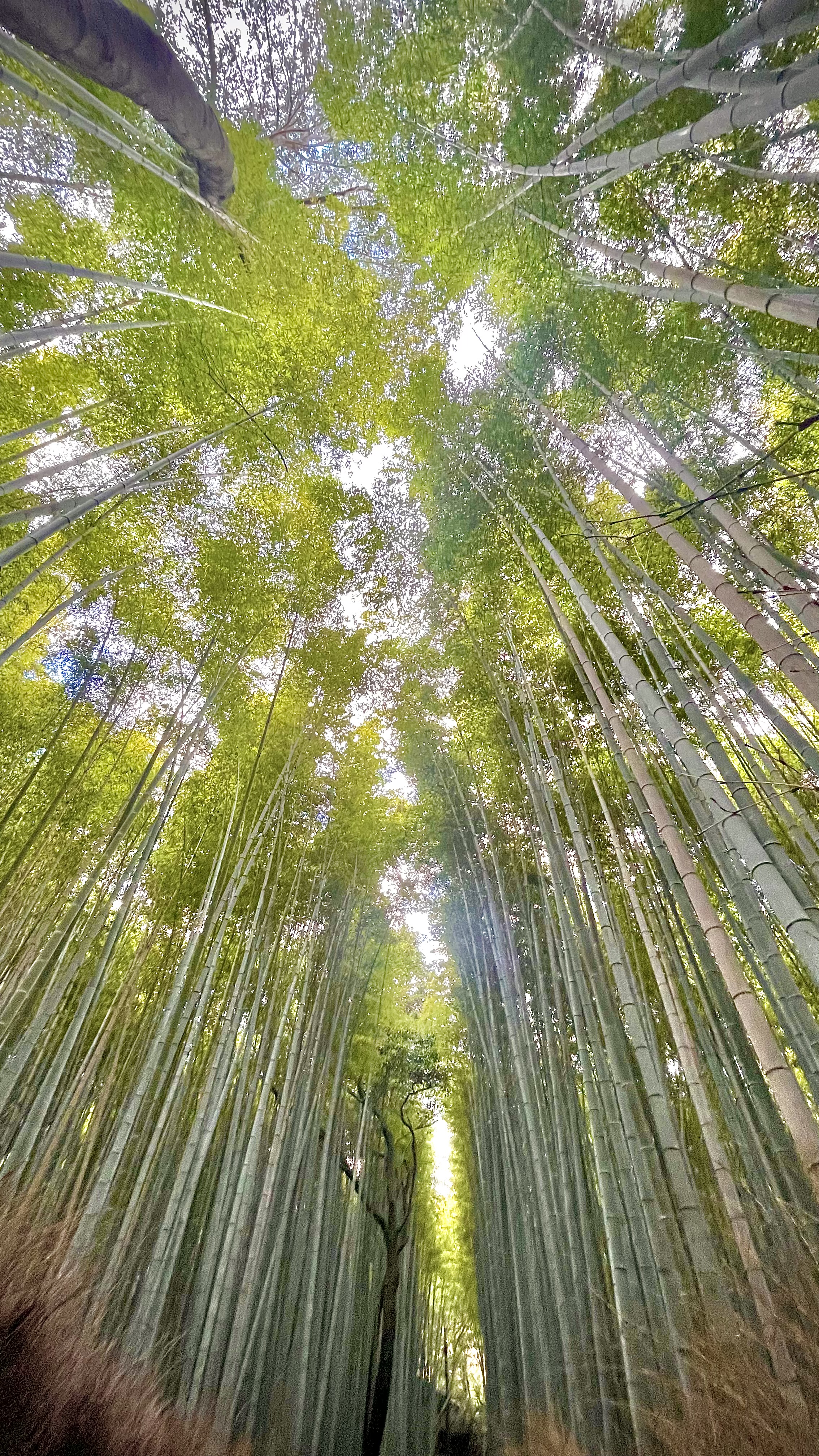 LuisViajeroPR's image