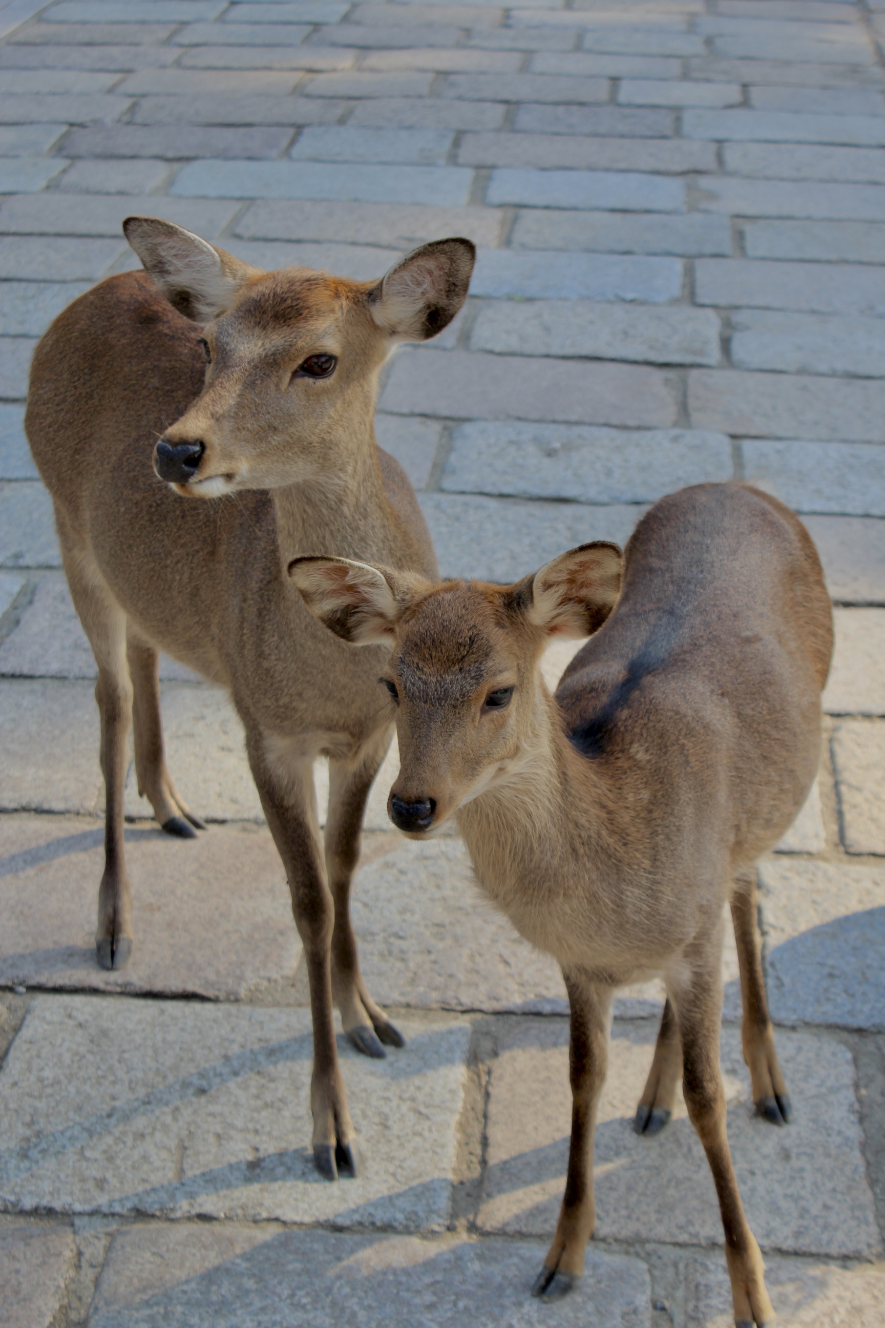 LuisViajeroPR's image