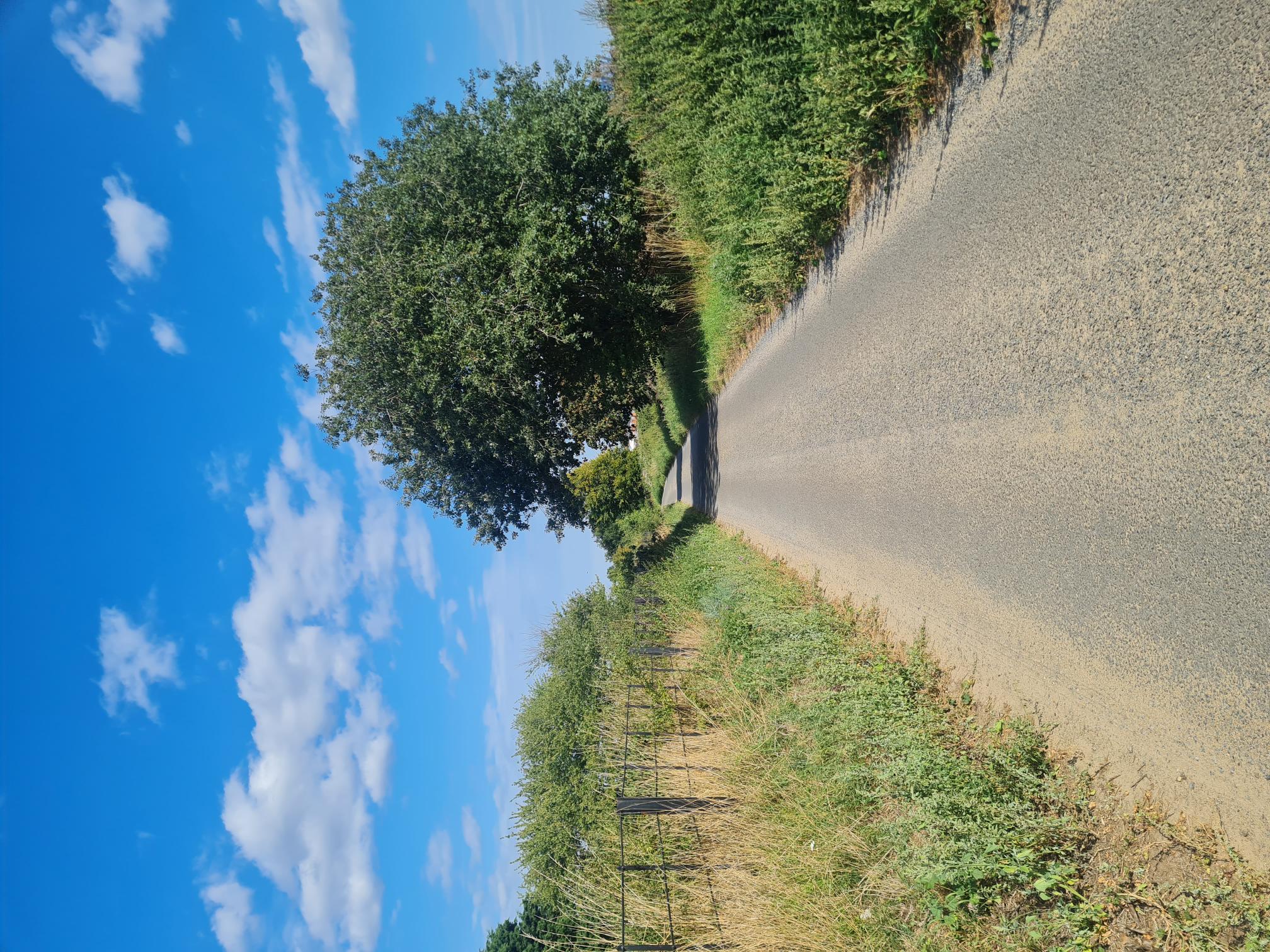 COASTAL TRAIL RUNNERS 's image