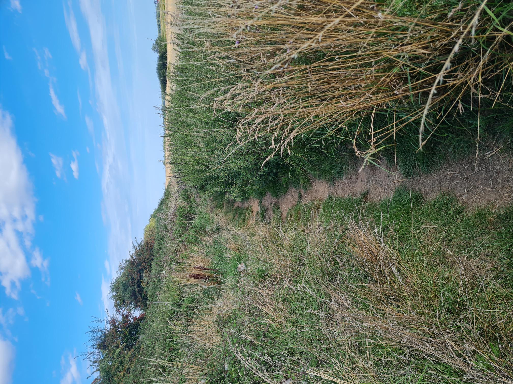 COASTAL TRAIL RUNNERS 's image