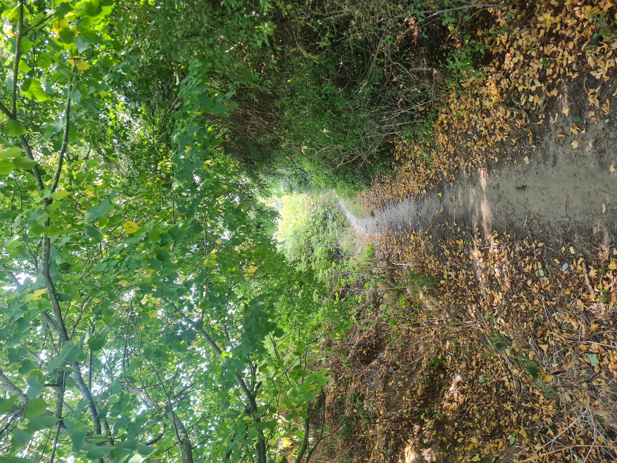 COASTAL TRAIL RUNNERS 's image