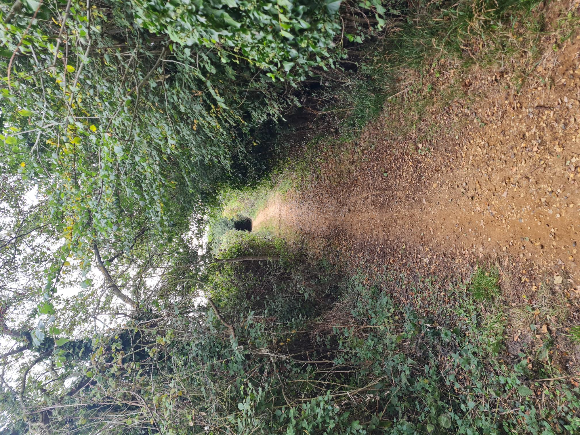 COASTAL TRAIL RUNNERS 's image