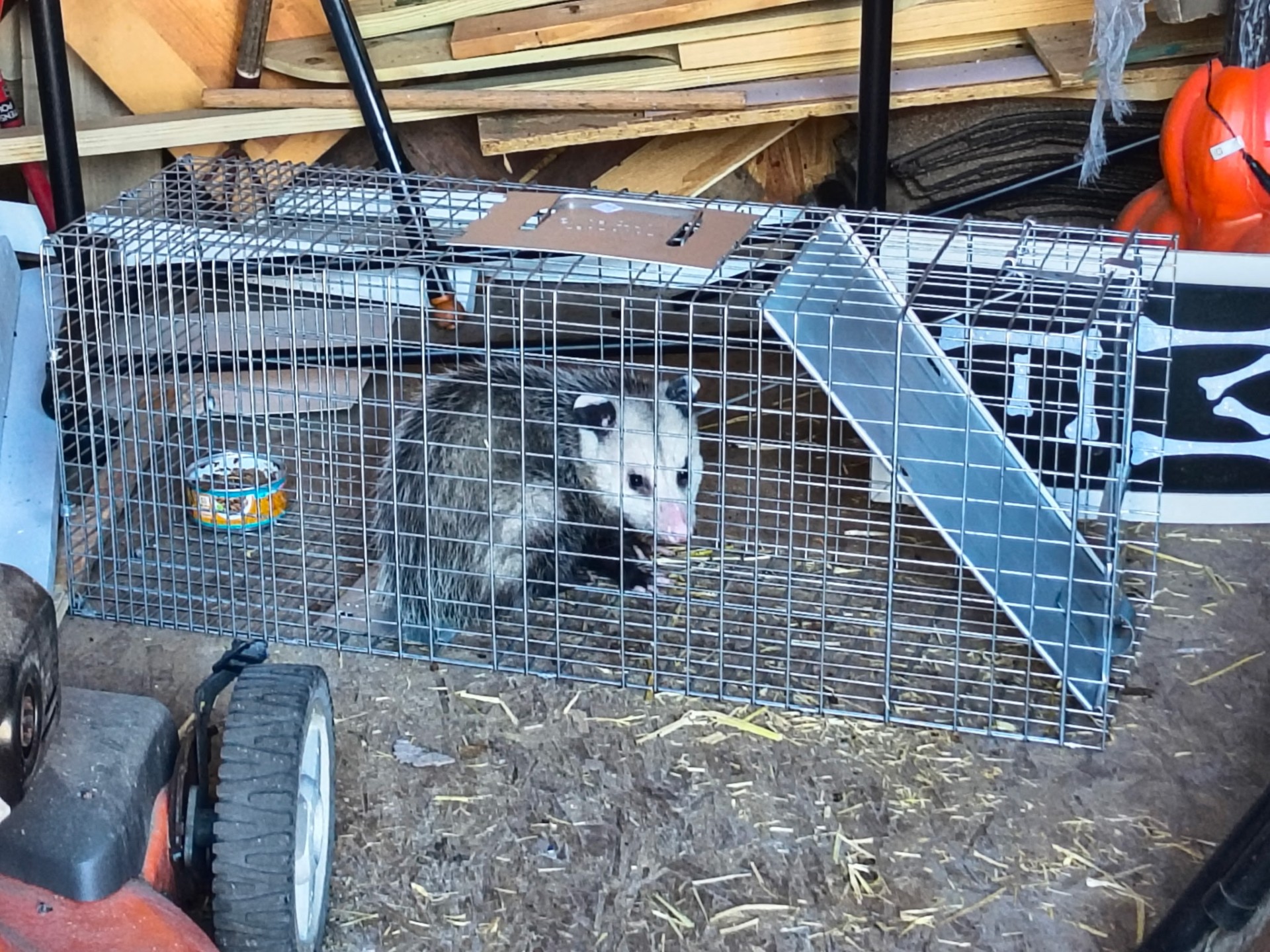 Pest Control Charleston SC | Mac Pest Management  's image