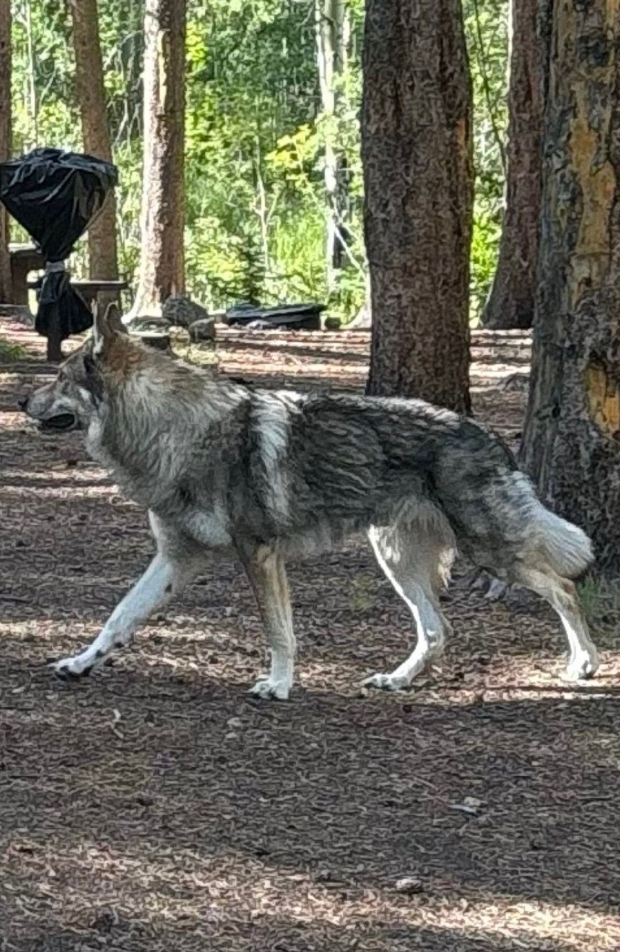 alphaczwolfdog.us's image