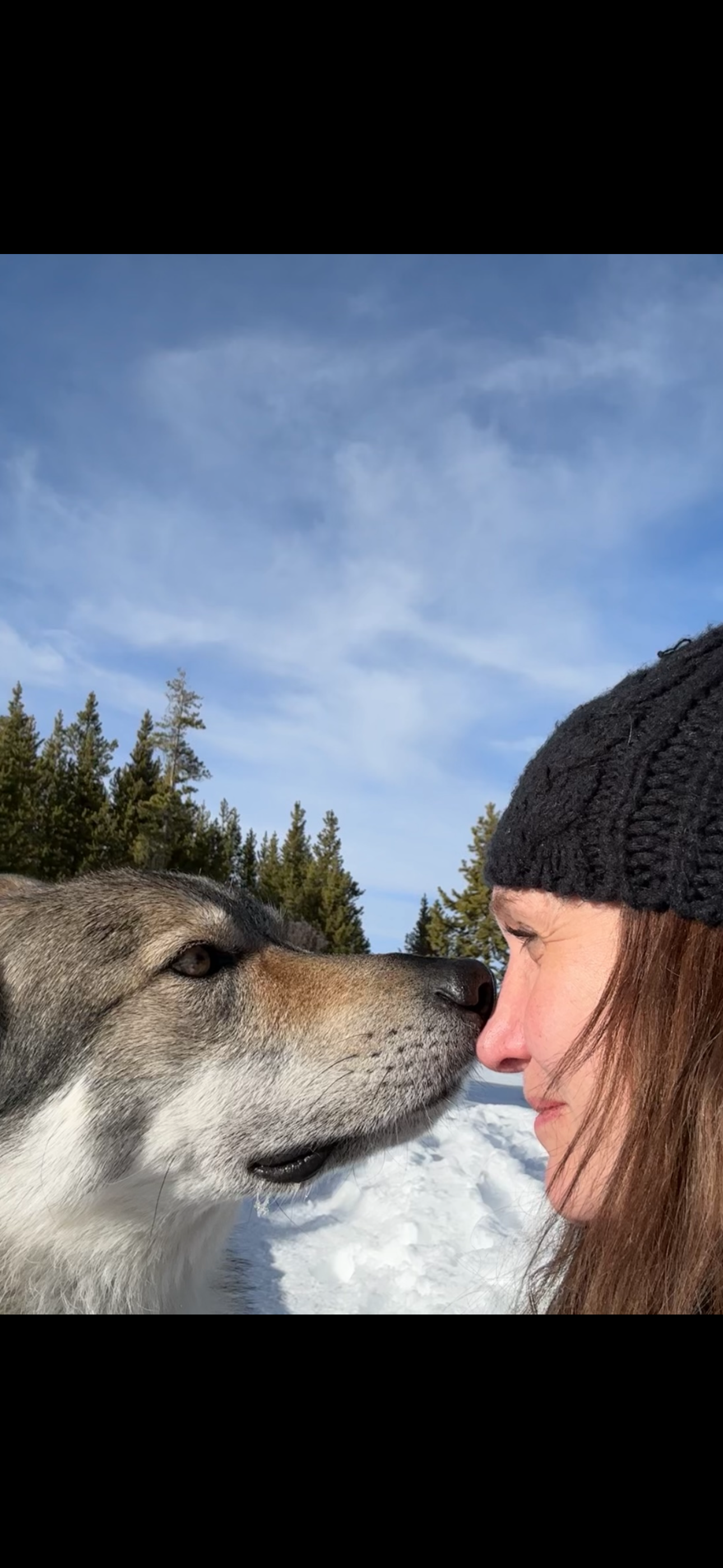 alphaczwolfdog.us's image