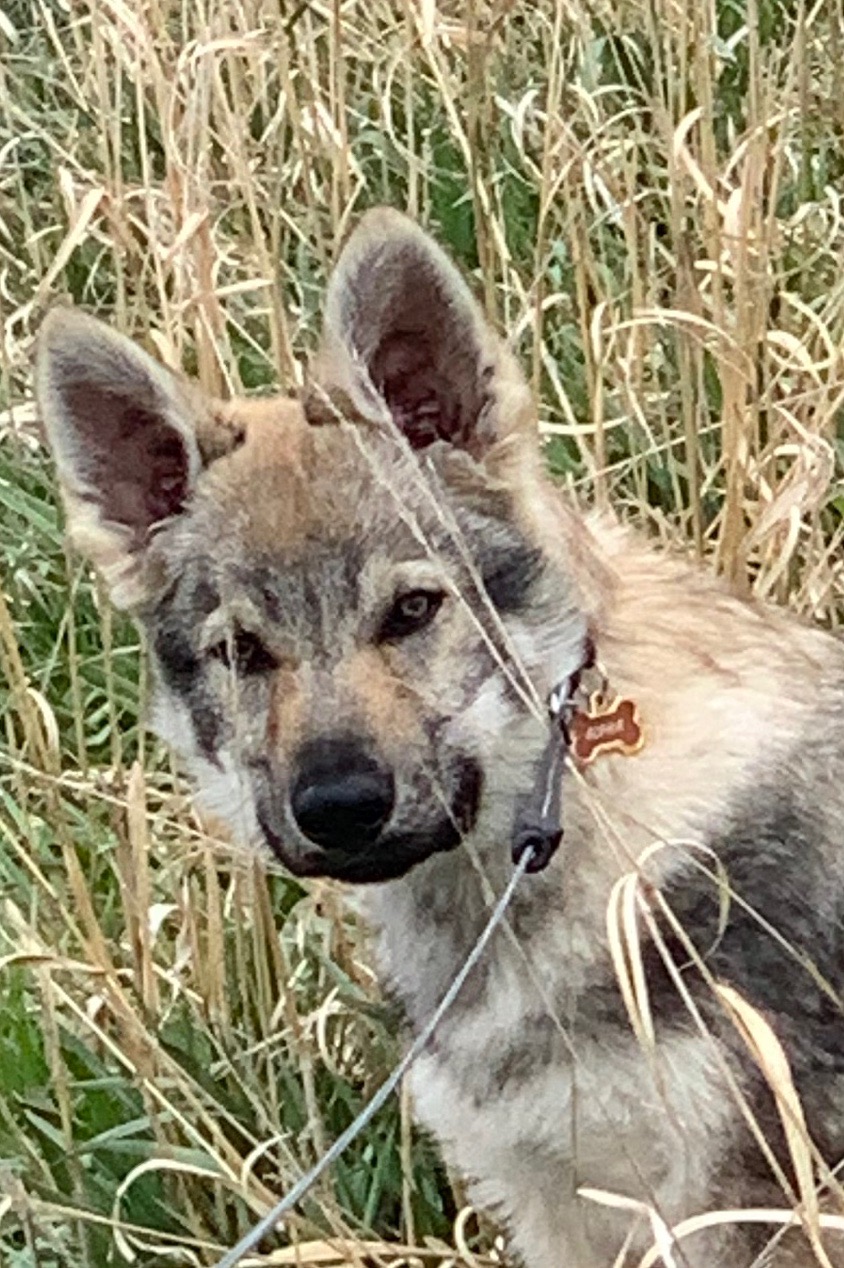 alphaczwolfdog.us's image