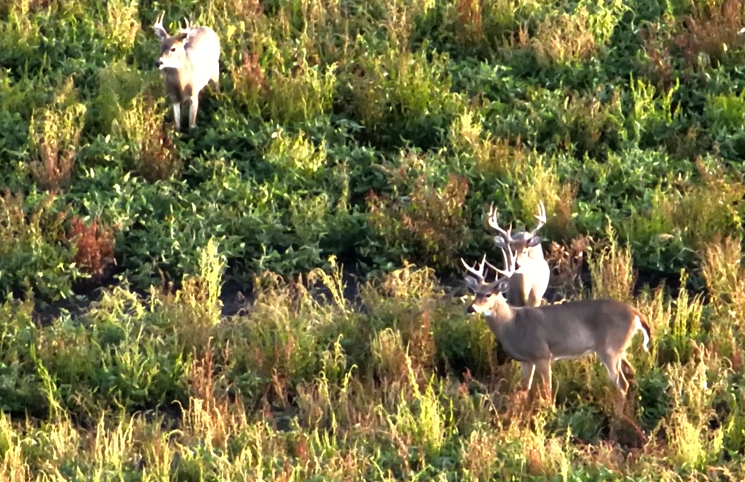 TerraView Aerials LLC's image