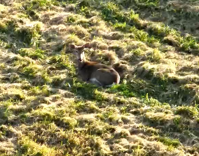 TerraView Aerials LLC's image