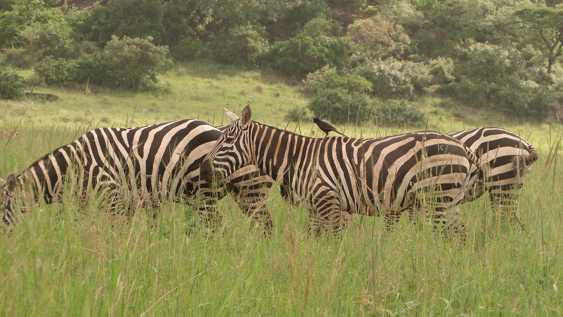 Zebras at Kidepo valley NP