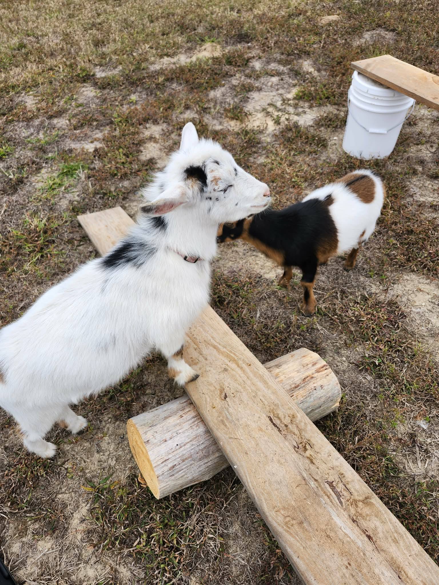 — Liberty Shellbell and Lexi Spring avatar