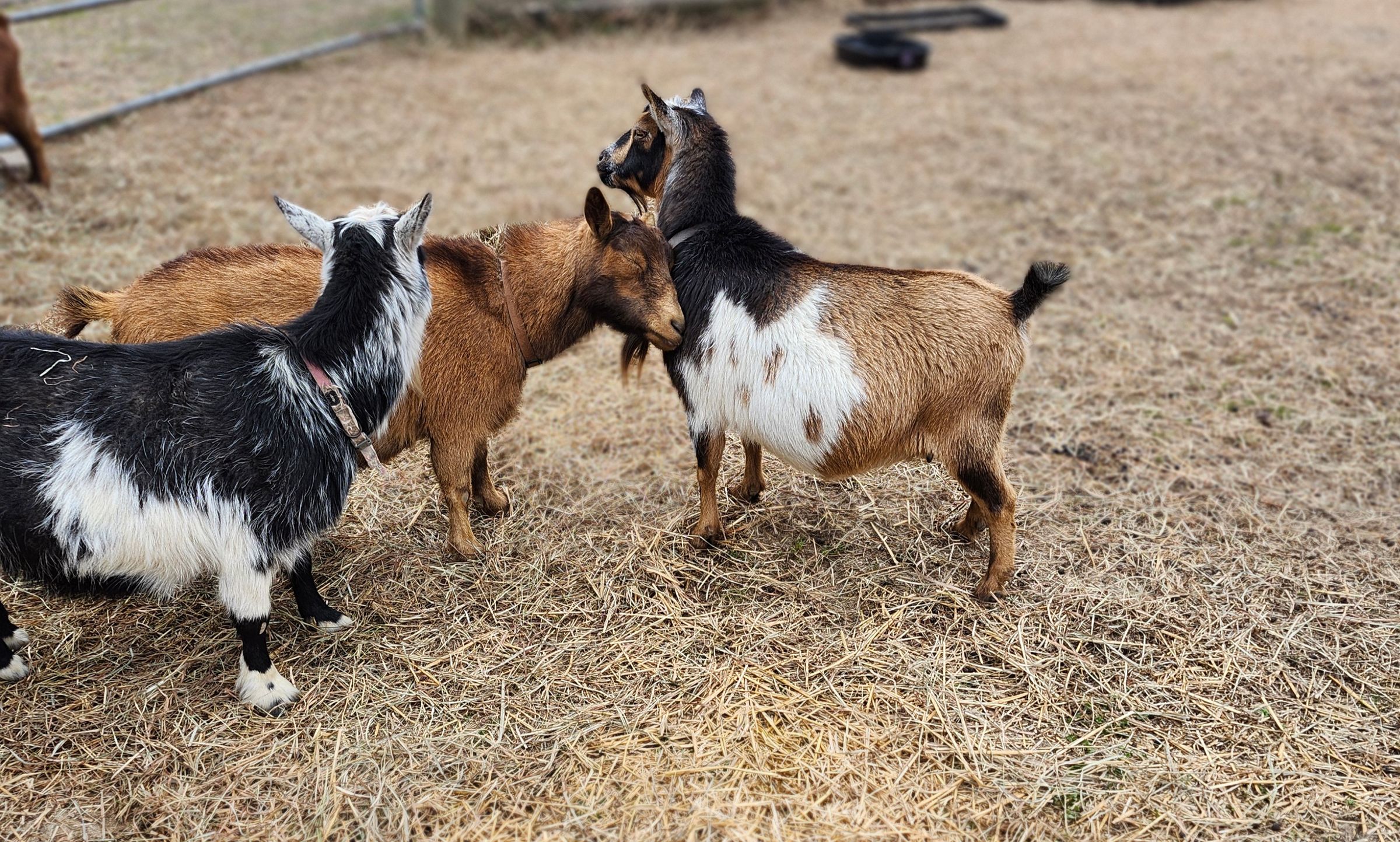 ADGA Nigerian Dwarf Pedigree's image