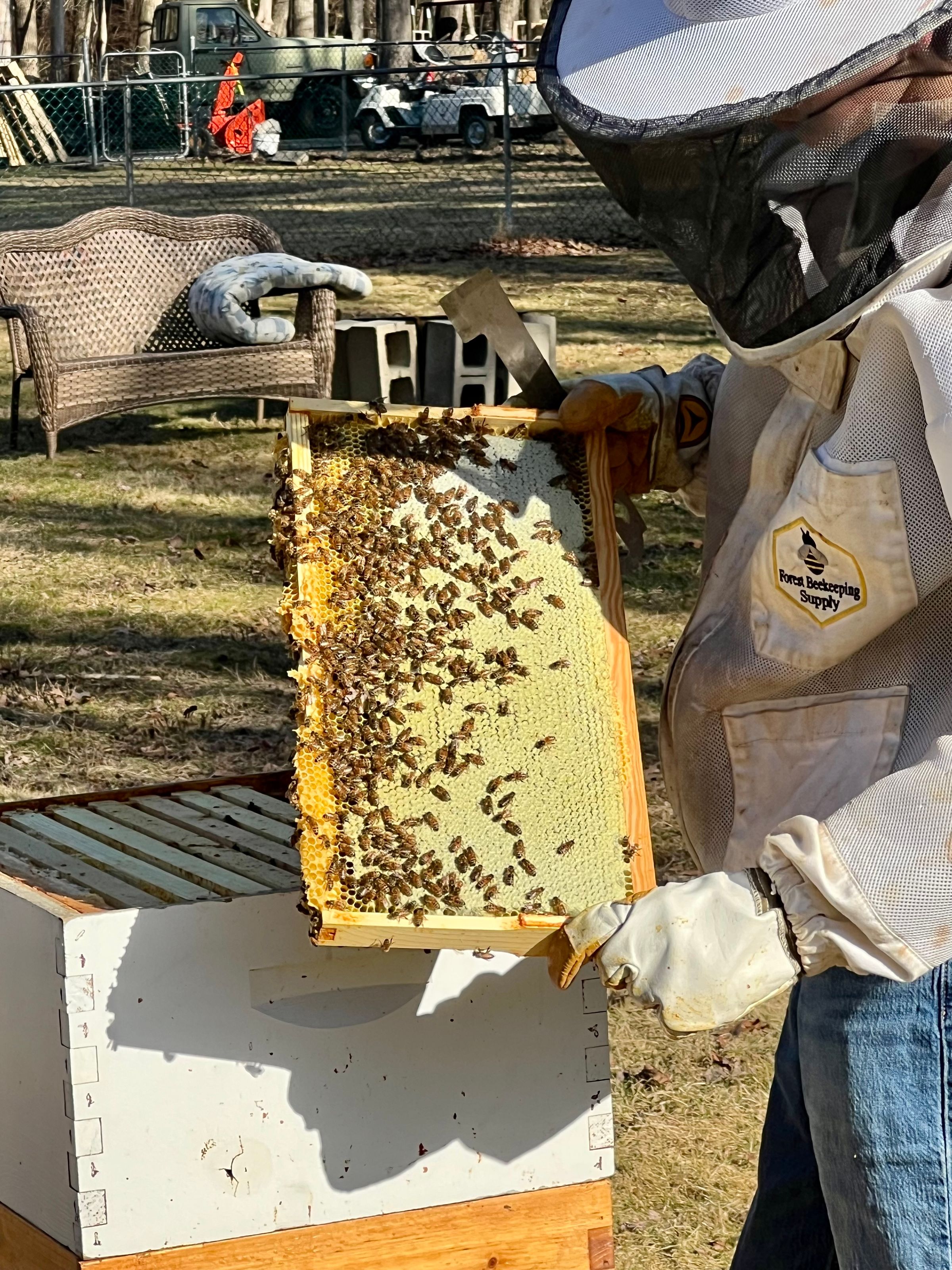 Arzt-Zee’s Bee’s's image