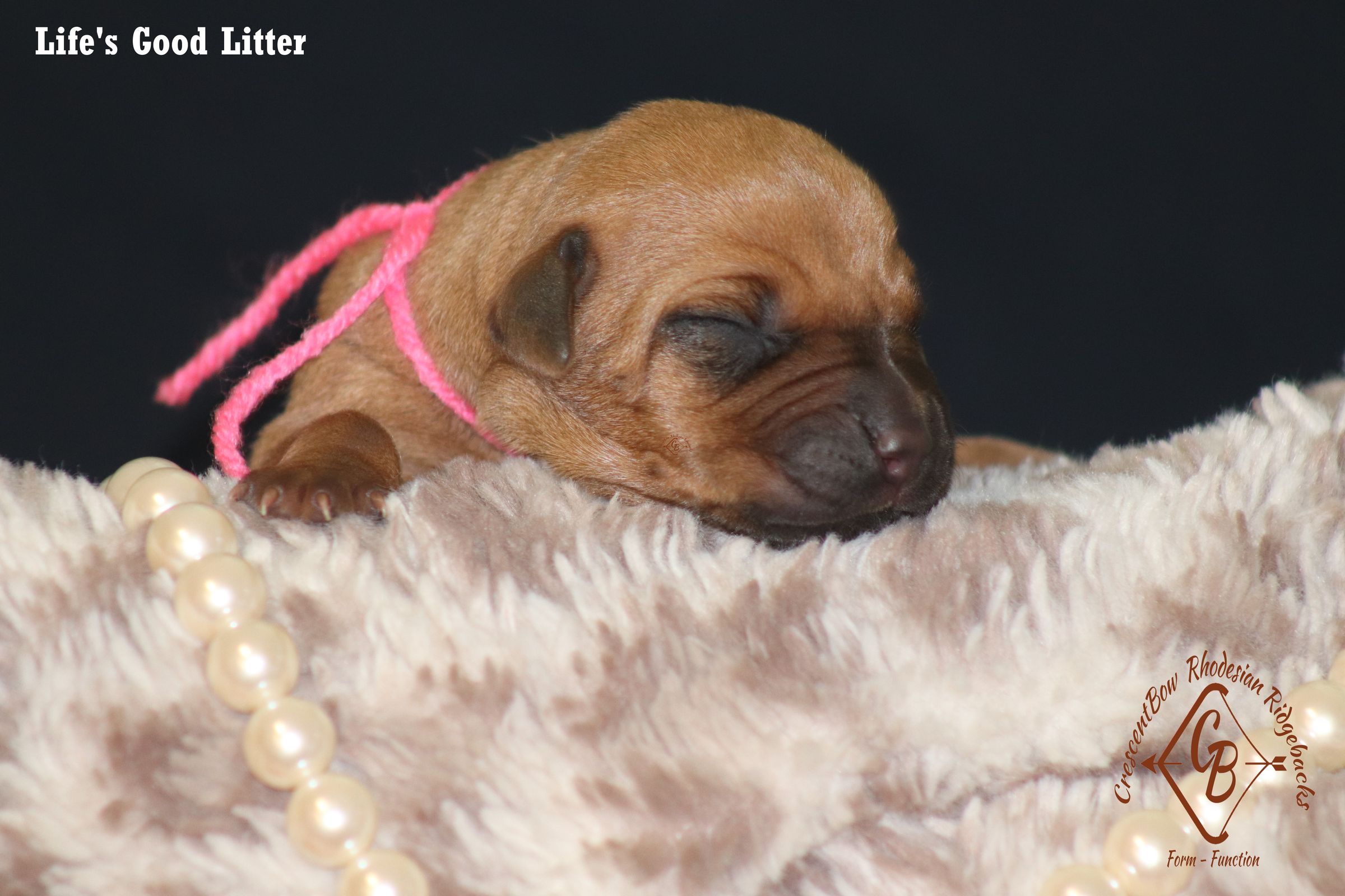 CrescentBow Rhodesian Ridgebacks's image