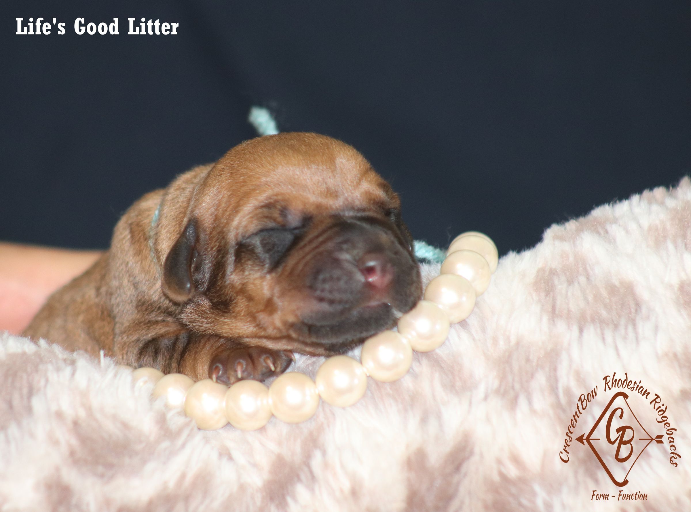 CrescentBow Rhodesian Ridgebacks's image