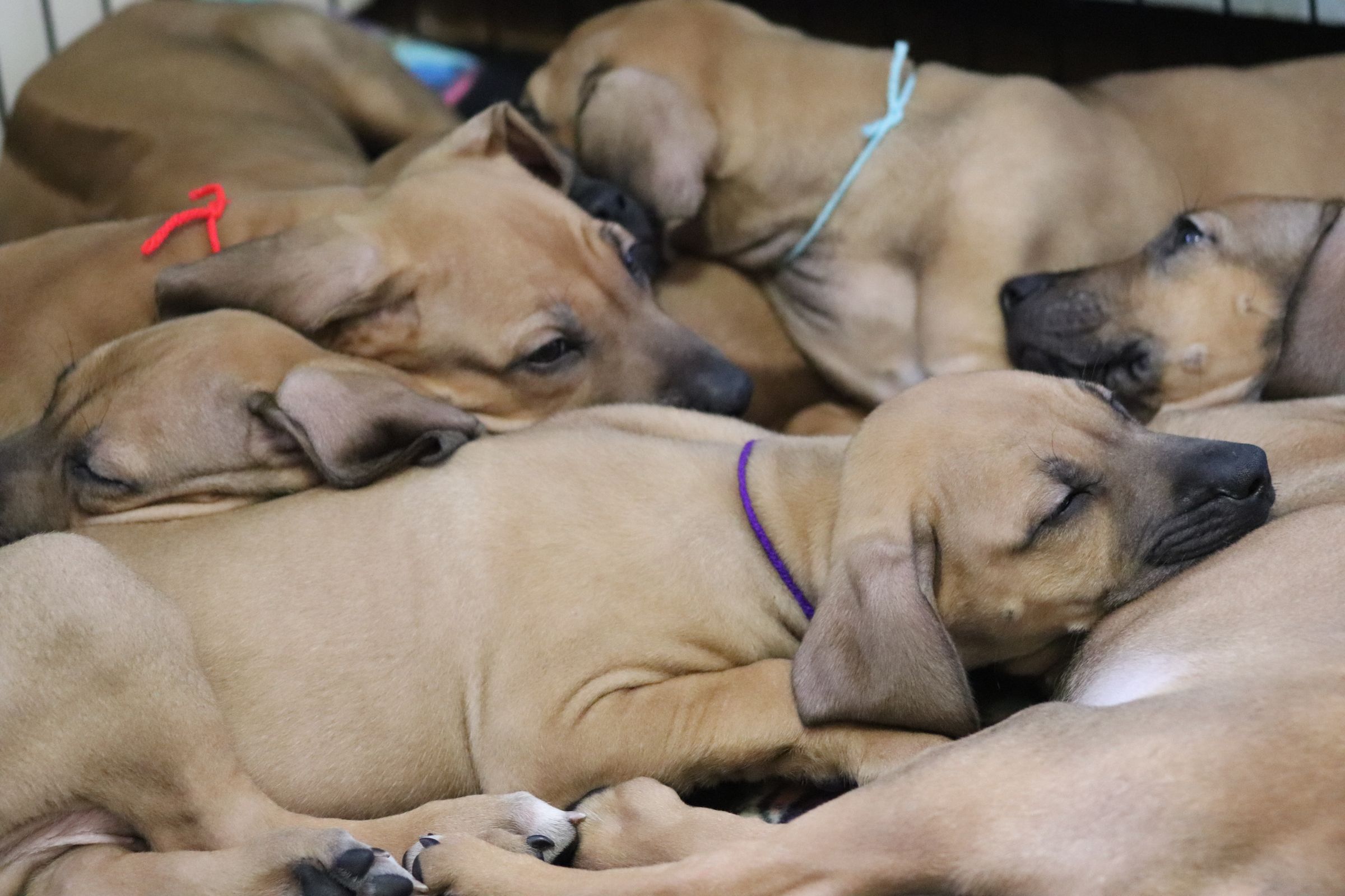 CrescentBow Rhodesian Ridgebacks's image