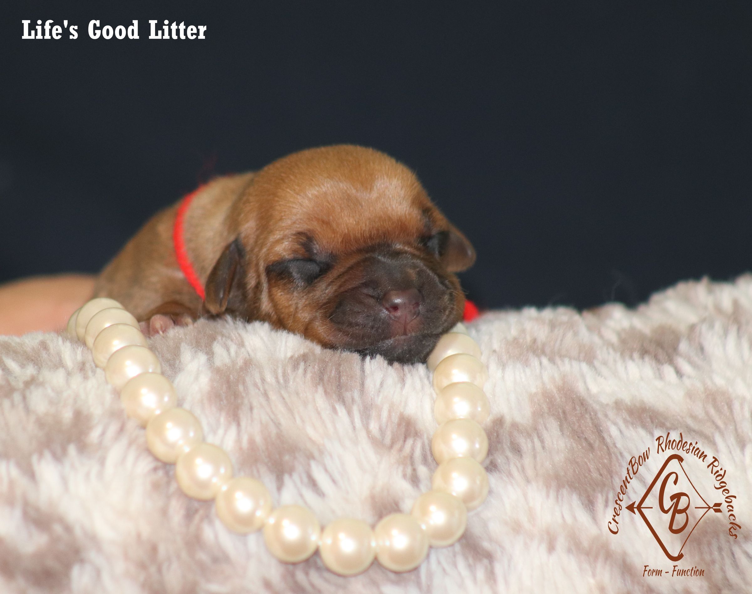 CrescentBow Rhodesian Ridgebacks's image