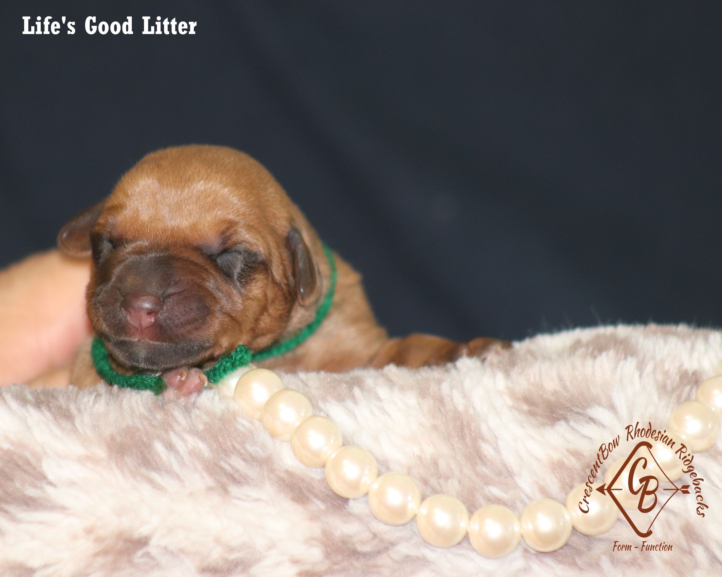 CrescentBow Rhodesian Ridgebacks's image