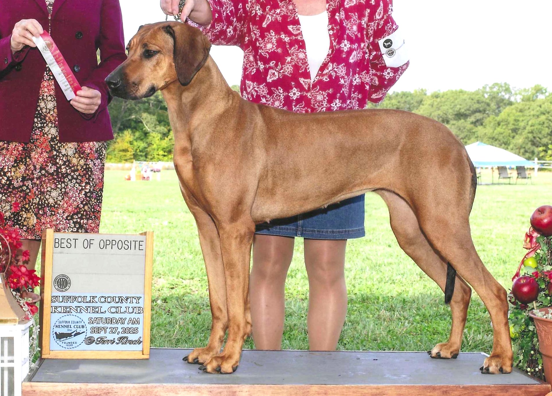 CrescentBow Rhodesian Ridgebacks's image