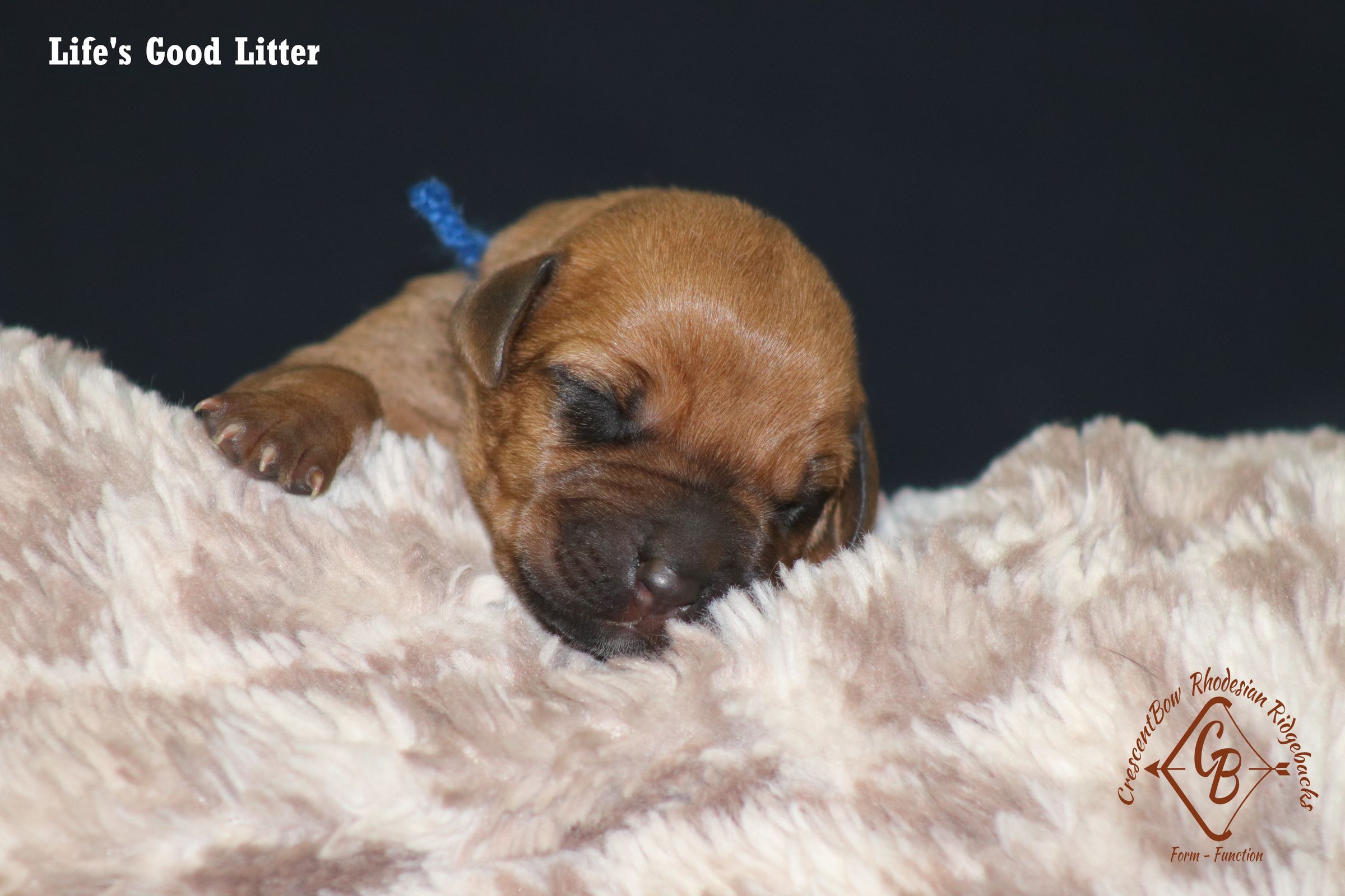 CrescentBow Rhodesian Ridgebacks's image