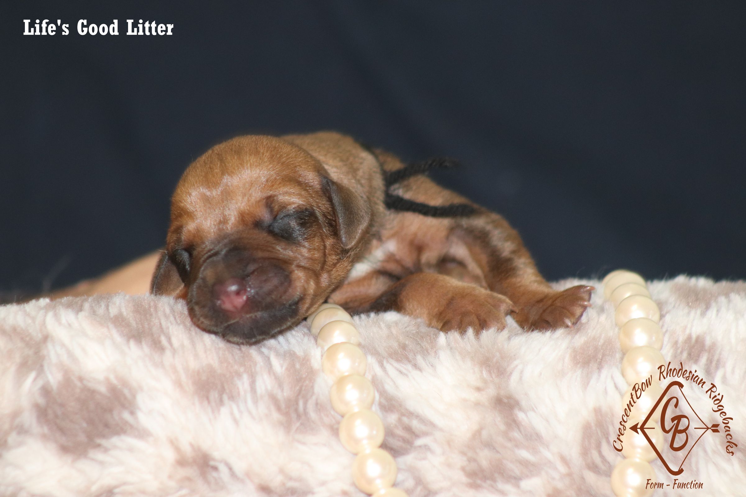 CrescentBow Rhodesian Ridgebacks's image