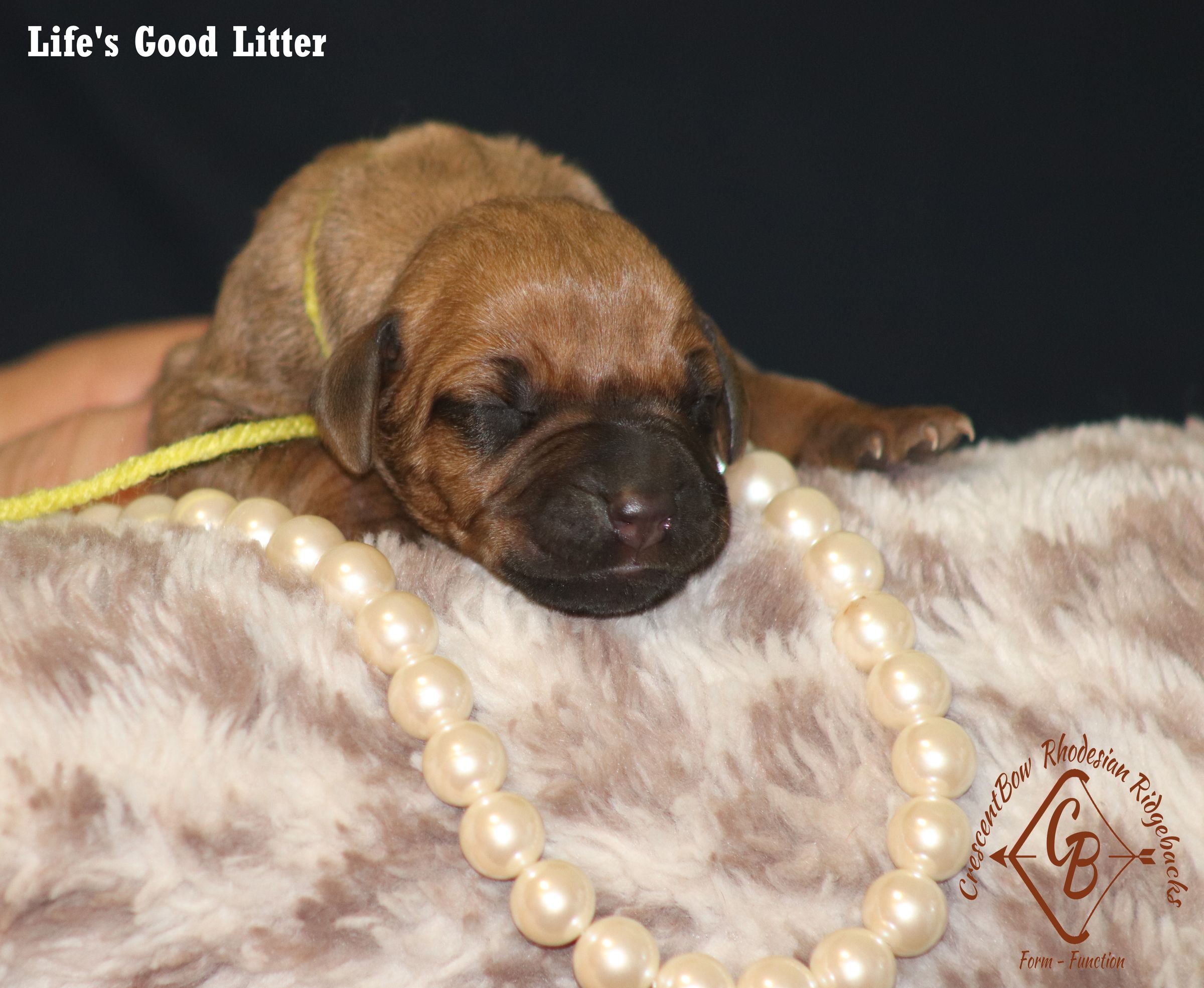 CrescentBow Rhodesian Ridgebacks's image