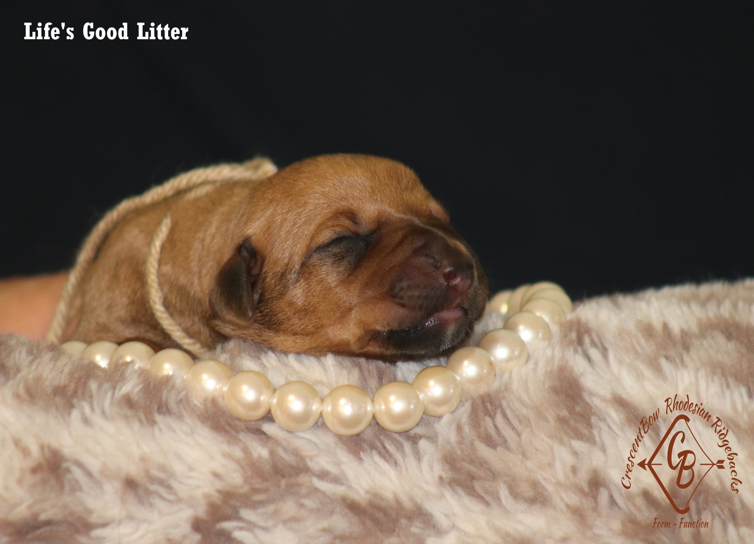 CrescentBow Rhodesian Ridgebacks's image