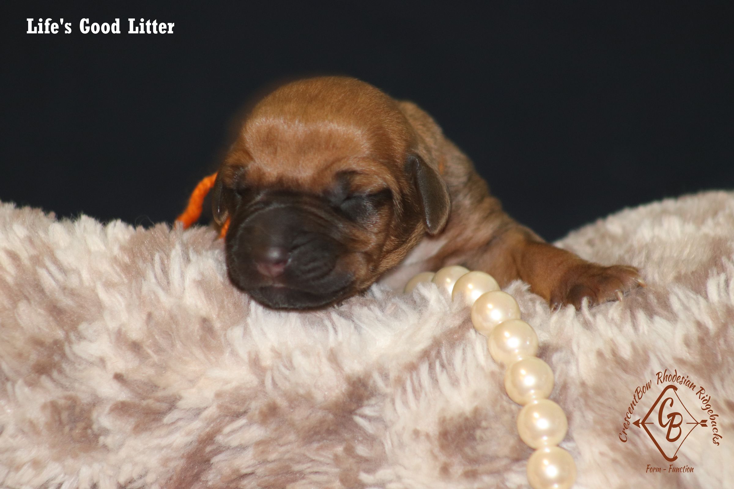 CrescentBow Rhodesian Ridgebacks's image